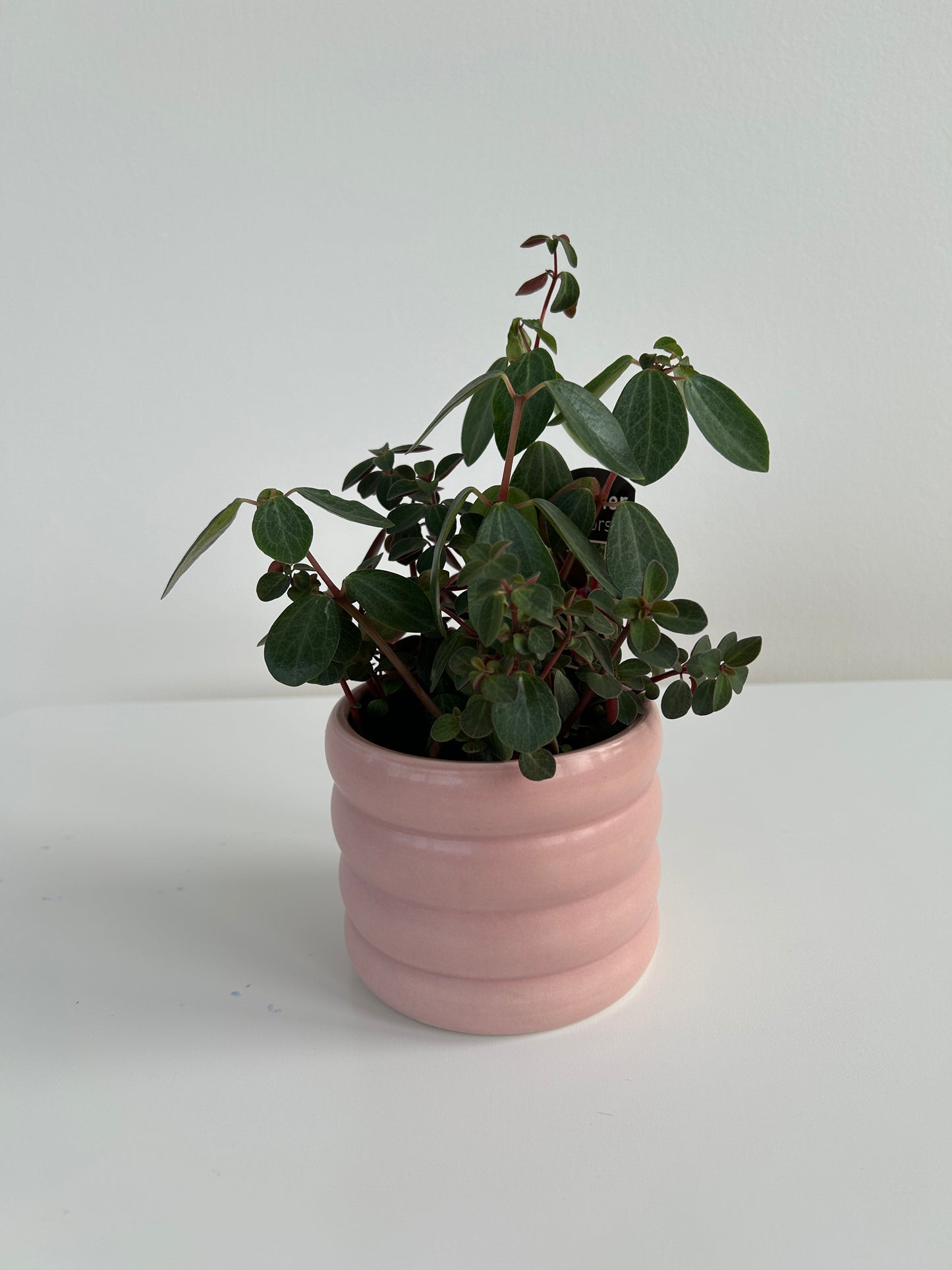 Blush pink coil pot 10cm with peperomia red log