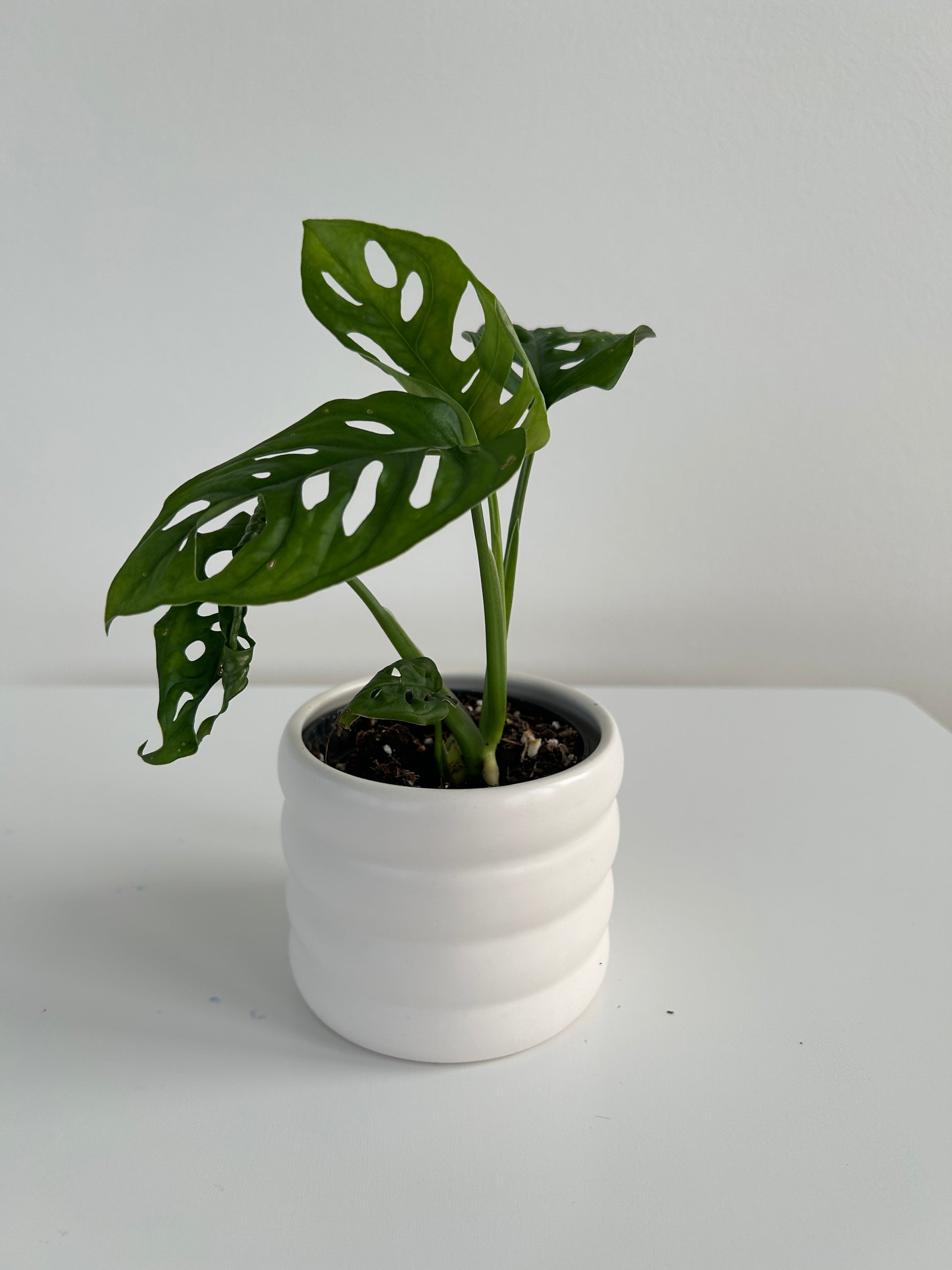 Small White ceramic coil pot 10cm with monstera monkey mask indoor plant