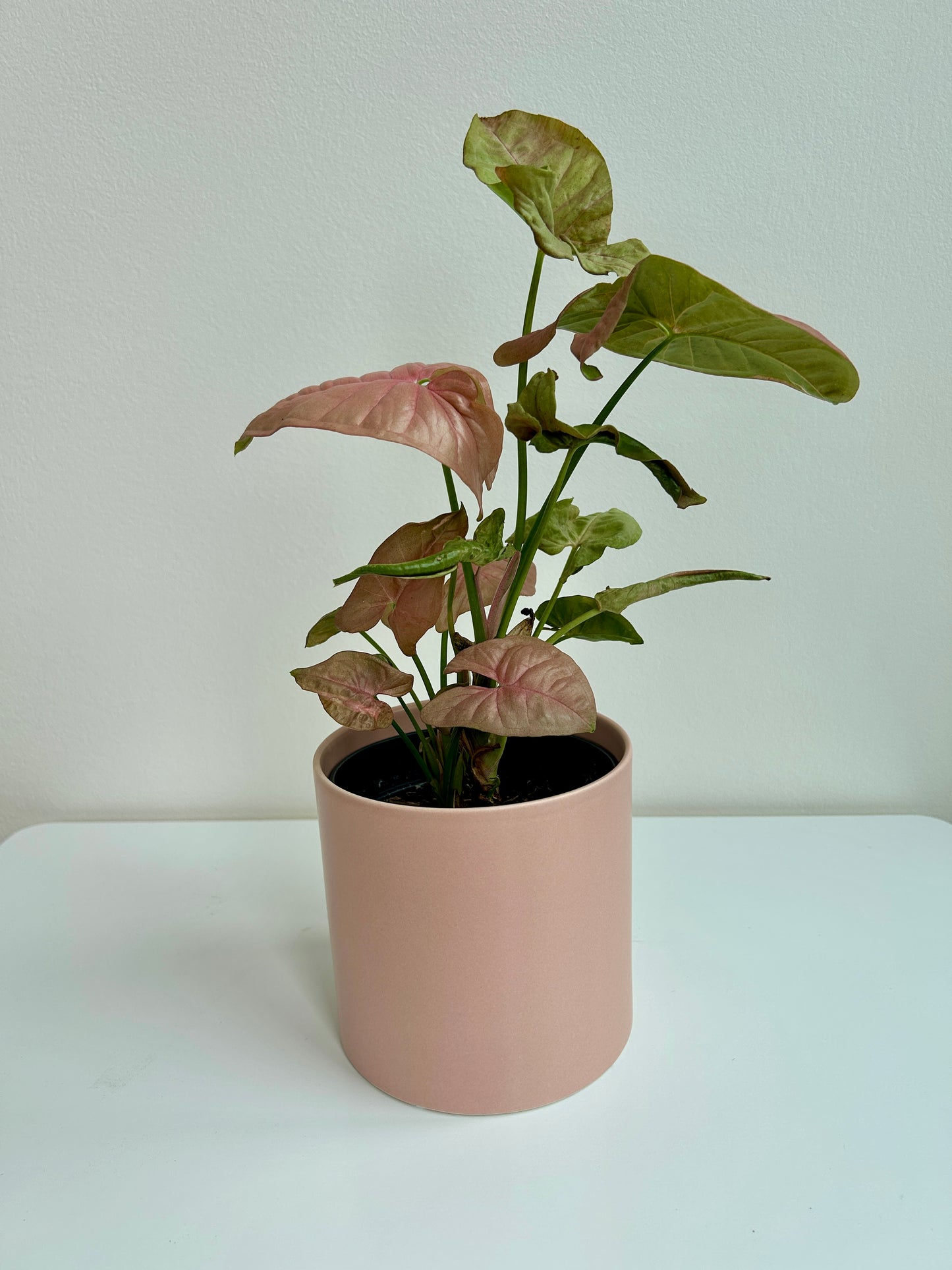 Neon Robusta (Pink Syngonium Neon) Indoor Plant 12cm