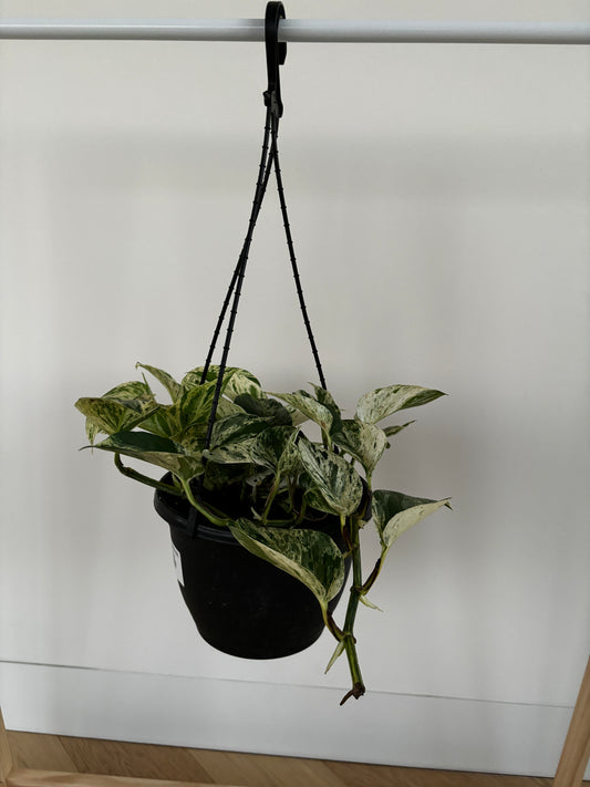Epipremnum Marble Queen 18cm hanging basket