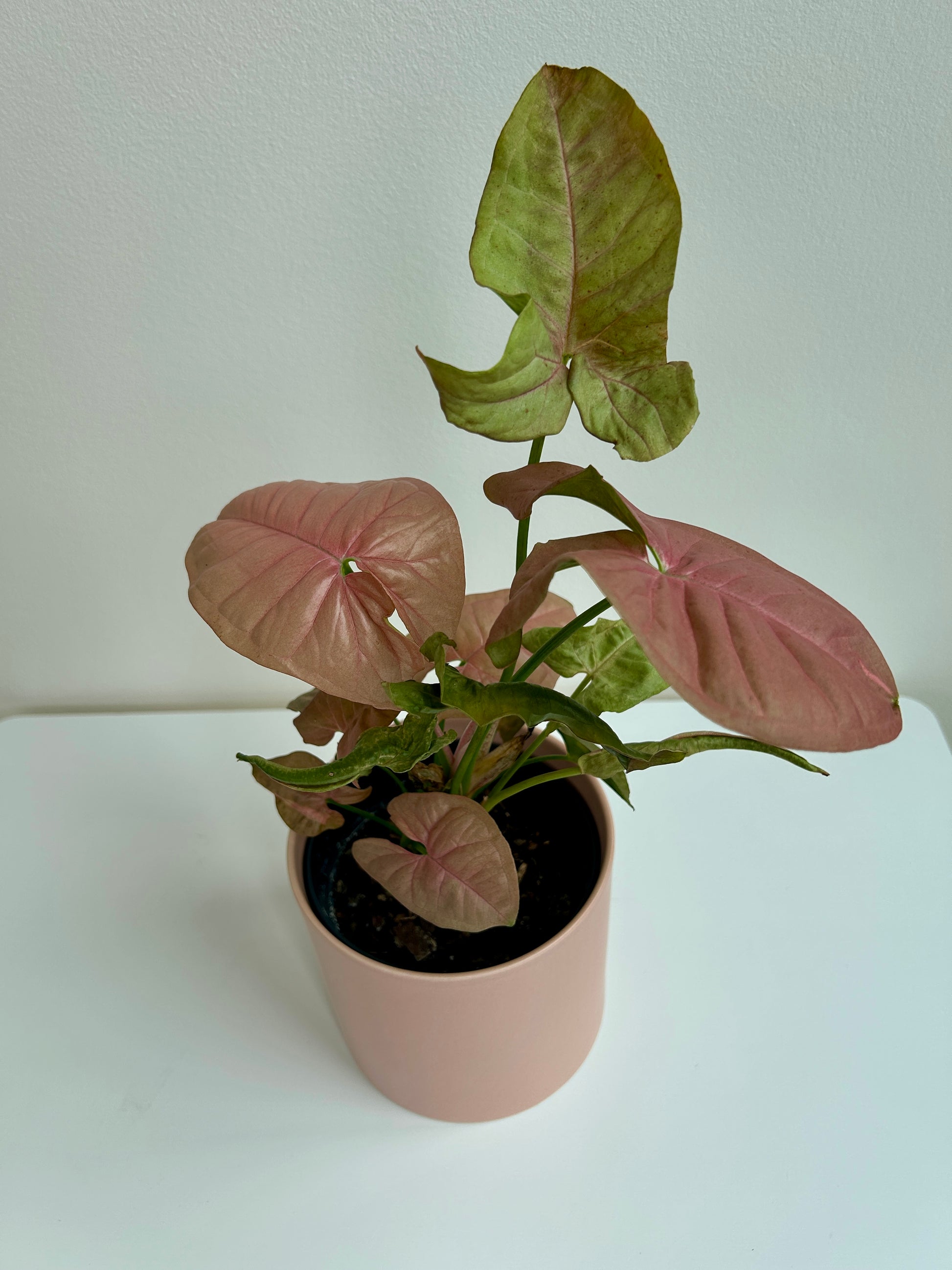 Neon Robusta (Pink Syngonium Neon) Indoor Plant 12cm