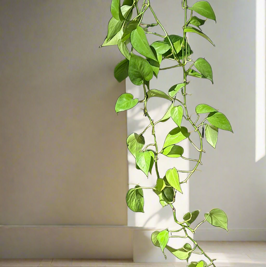 Golden pothos long 12cm indoor plant