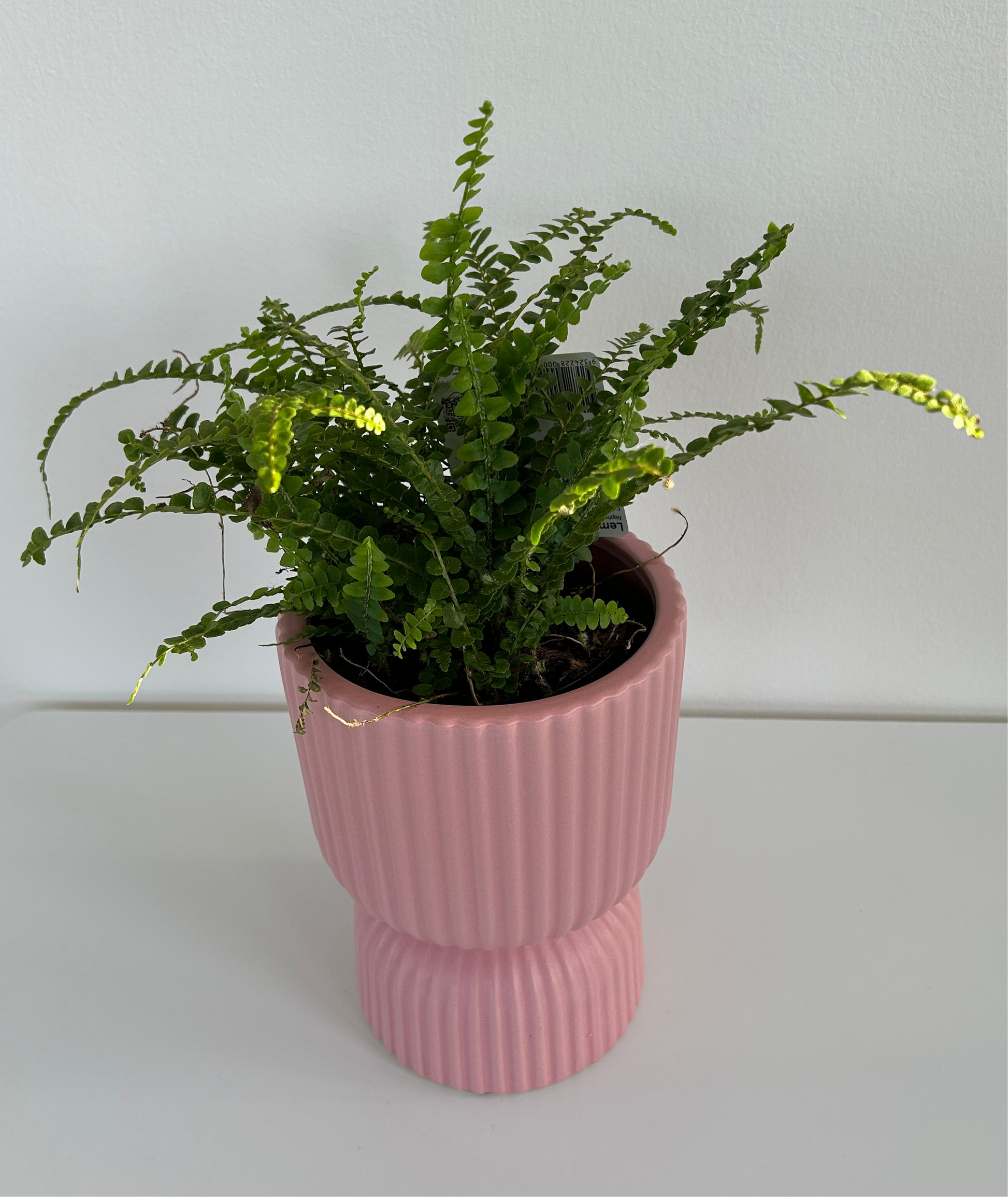 Blush Pink Tall Ribbed Ceramic Vase Plant Pot 12cm Diameter