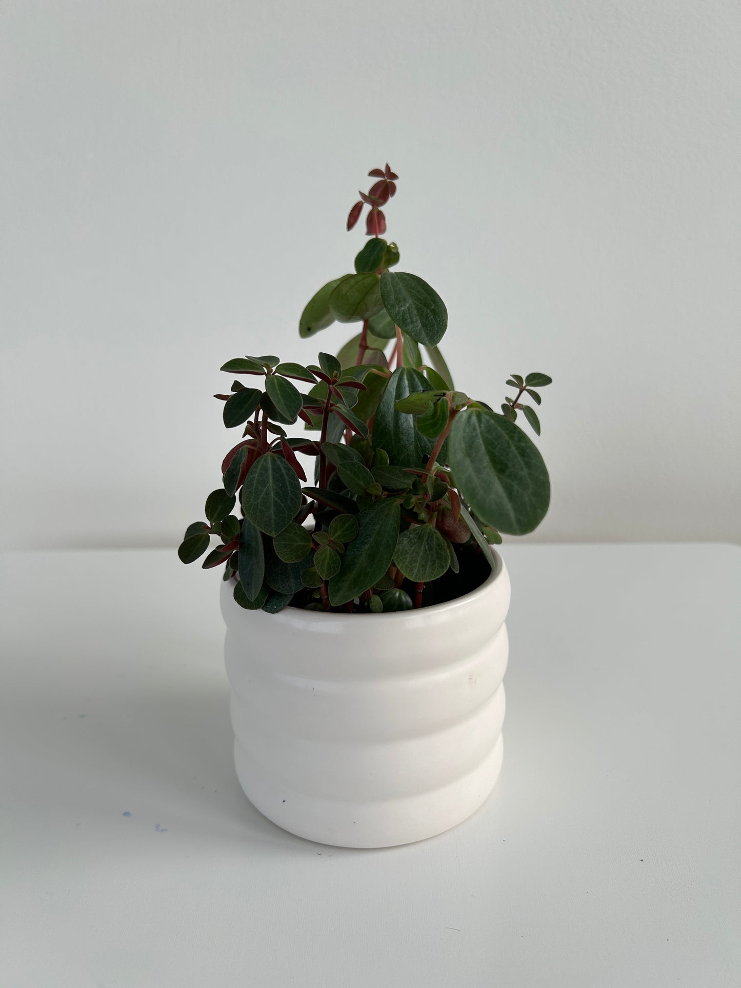 Small White ceramic coil pot 10cm with peperomia red log indoor plant
