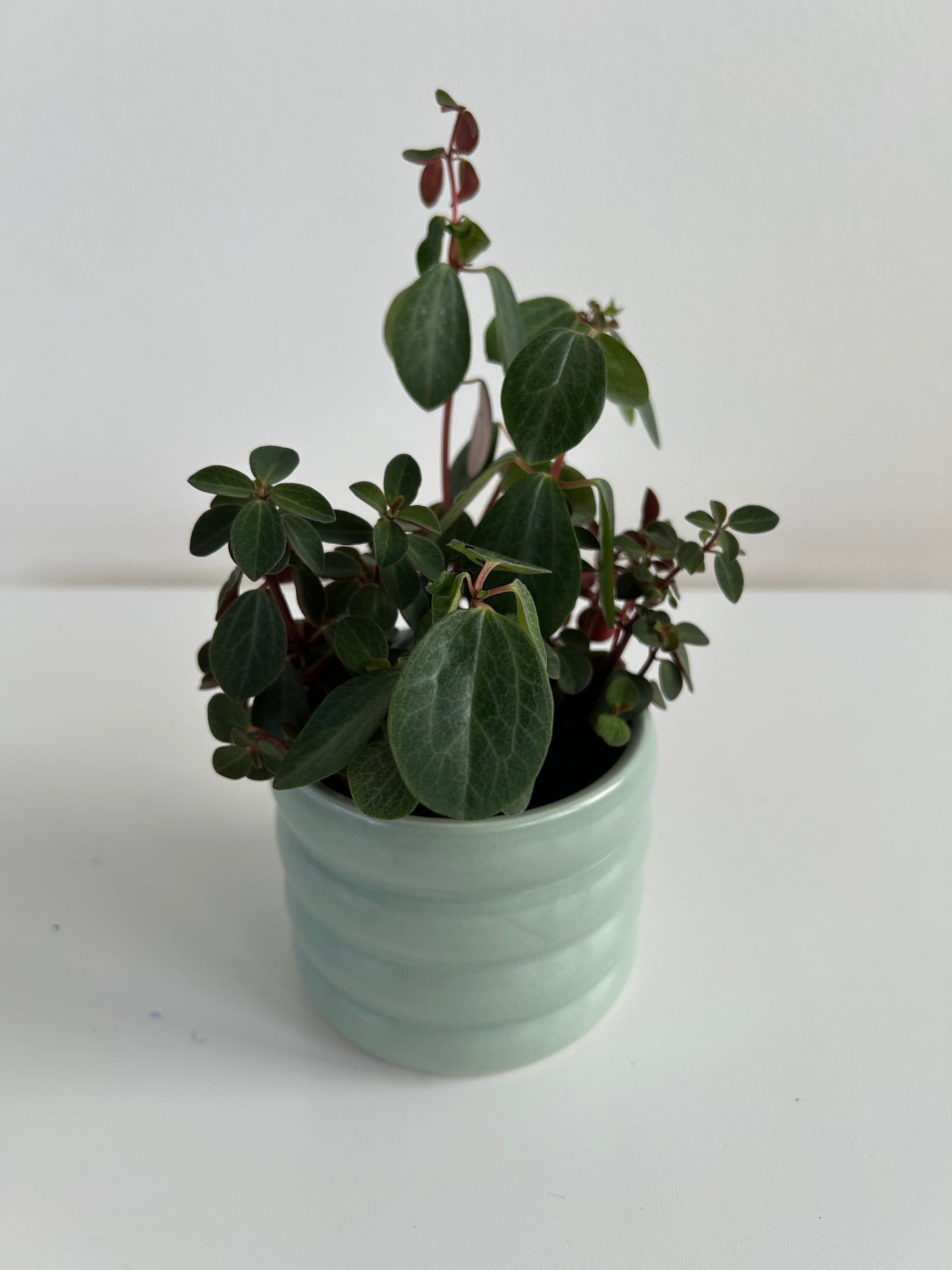 Mint green coil pot 10cm with peperomia red log indoor plant