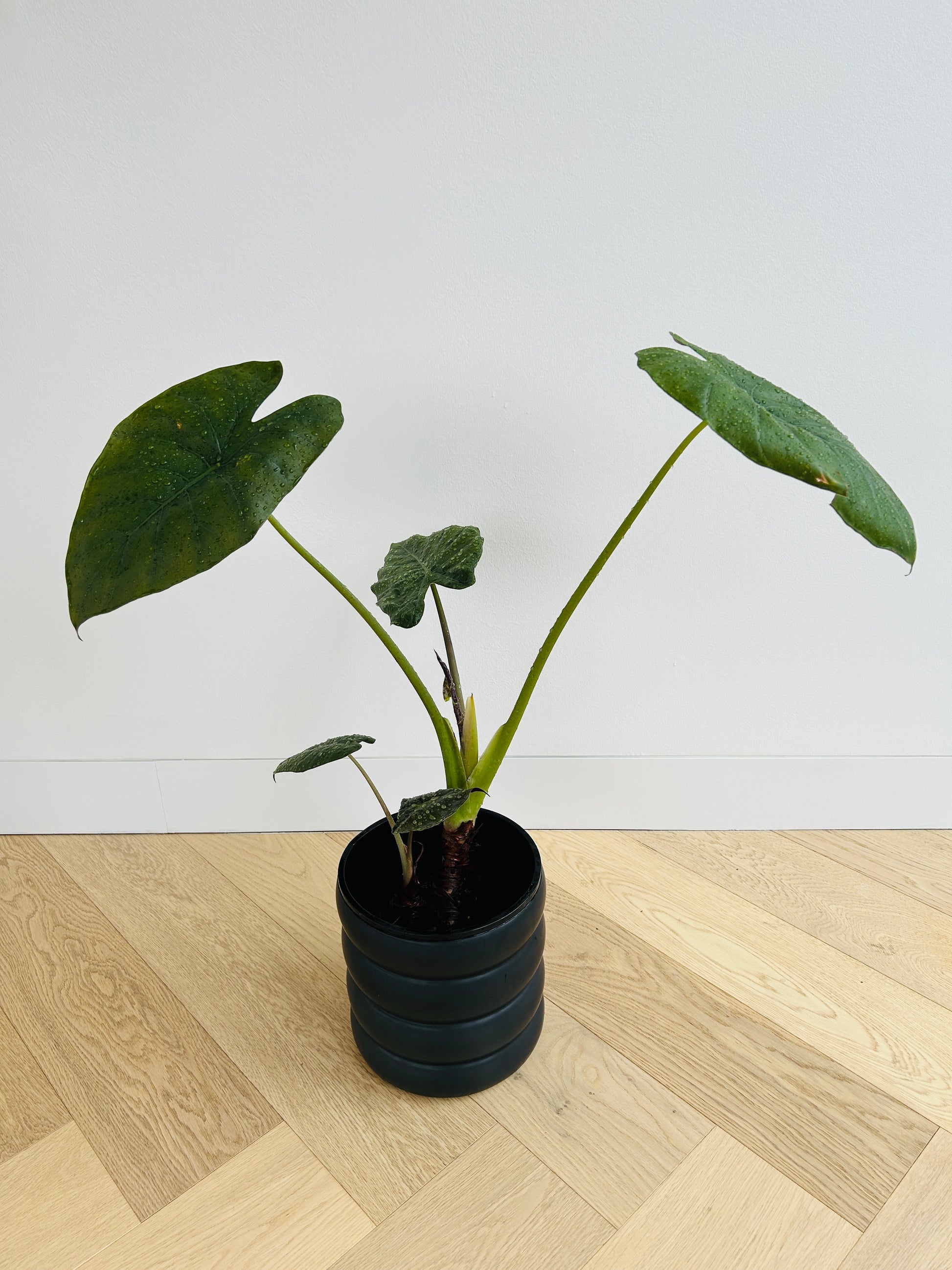 Alocasia Elephant Ear Indoor Plant in Back Ceramic Coil Pot 18cm