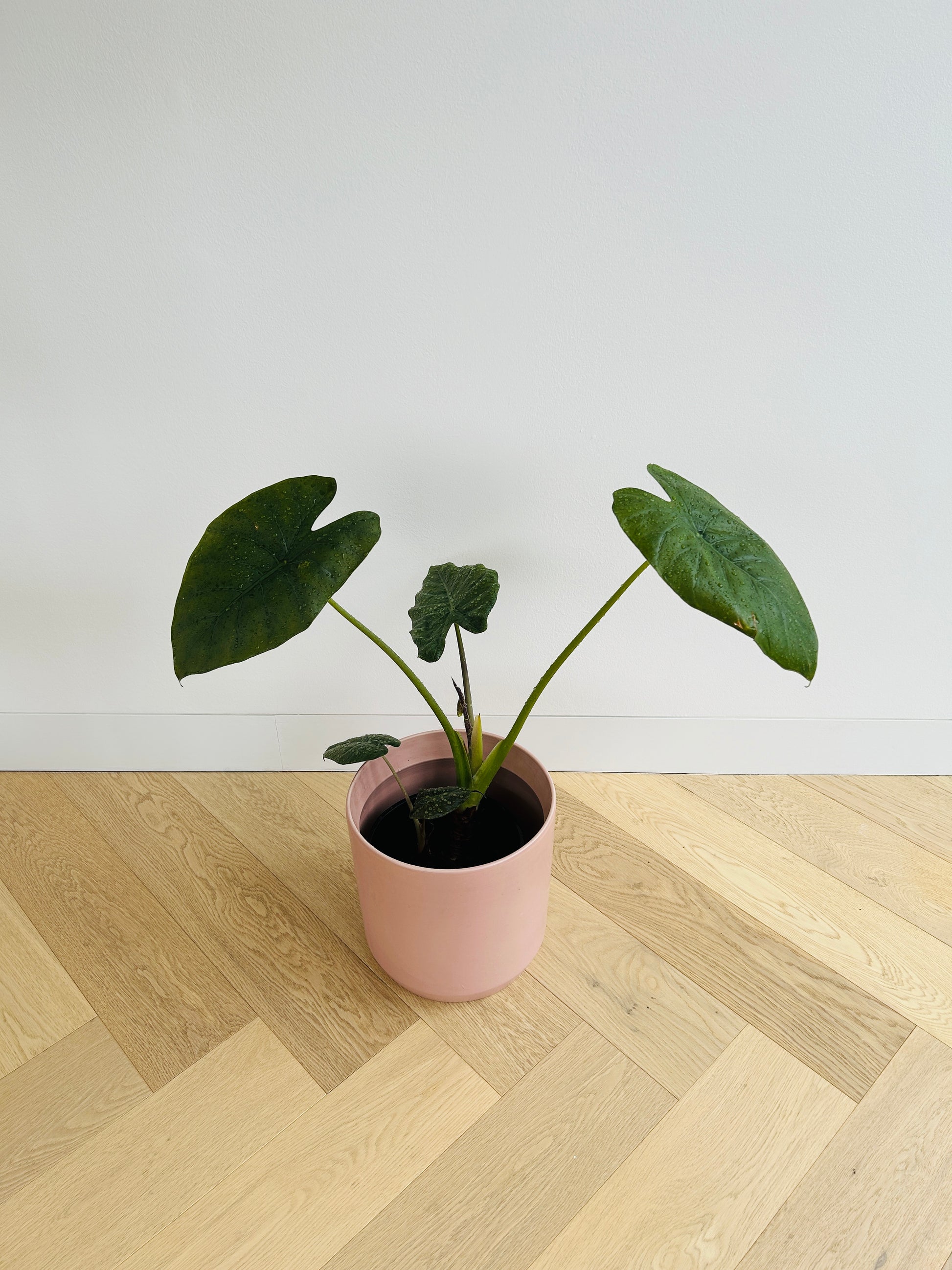 Alocasia Elephant Ear Indoor Plant in Blush Pink Ceramic Pot 18cm