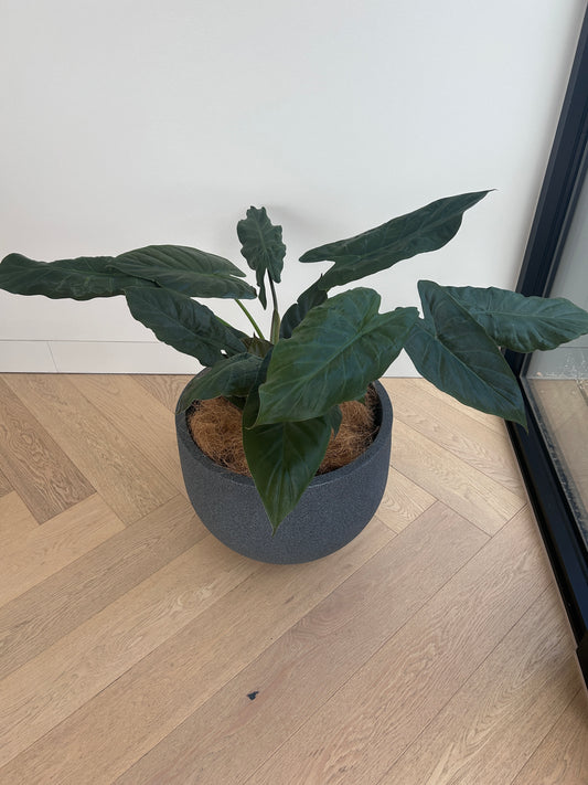 Alocasia Elephant Ear Indoor Plant in Charcoal Pot 35cm
