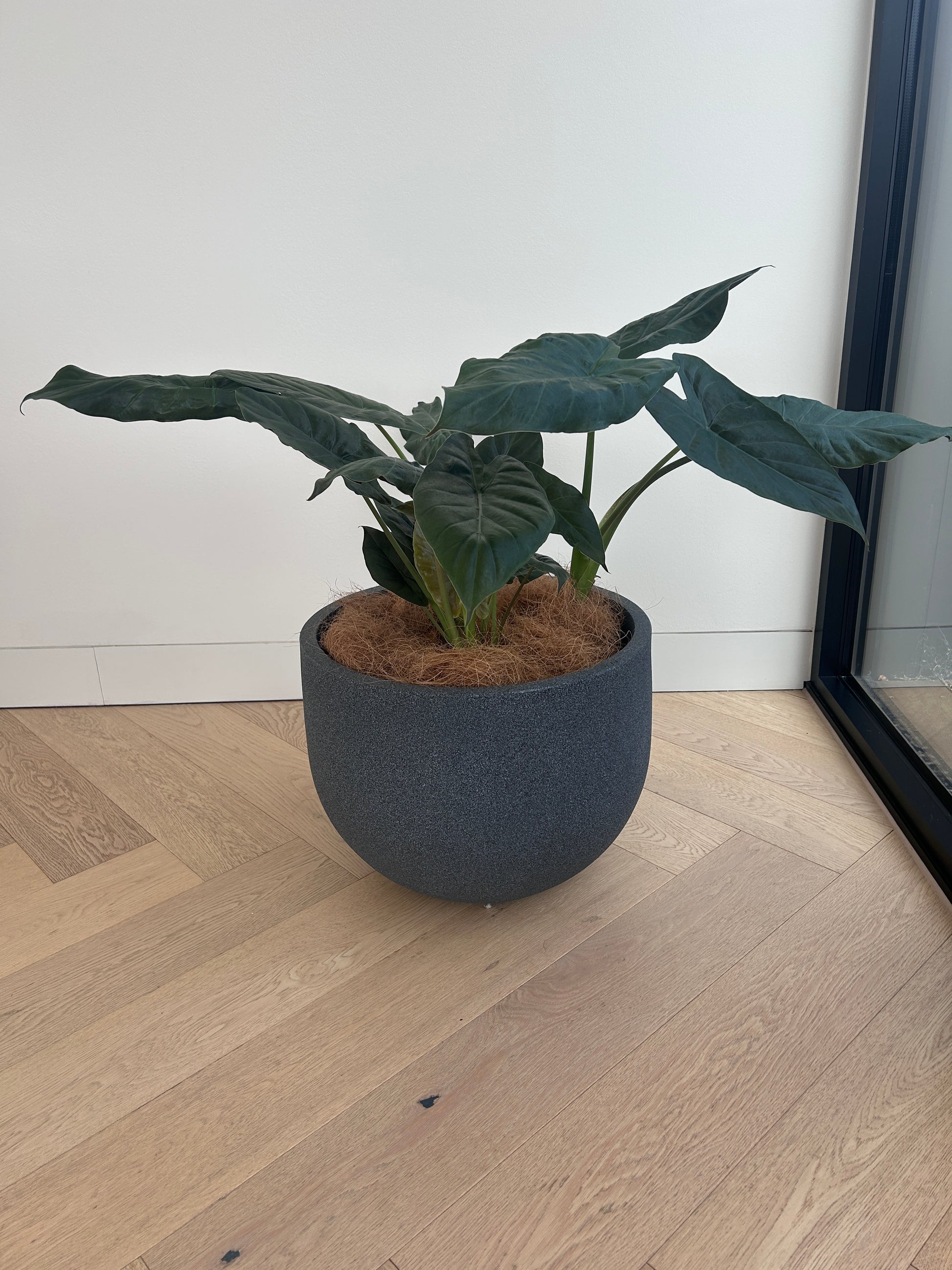 buy elephant ear plant melbourne Elephant Ear Plant (Alocasia Regal Shield) Indoor Plant 35cm Boho Chic – Habitat Aesthetic