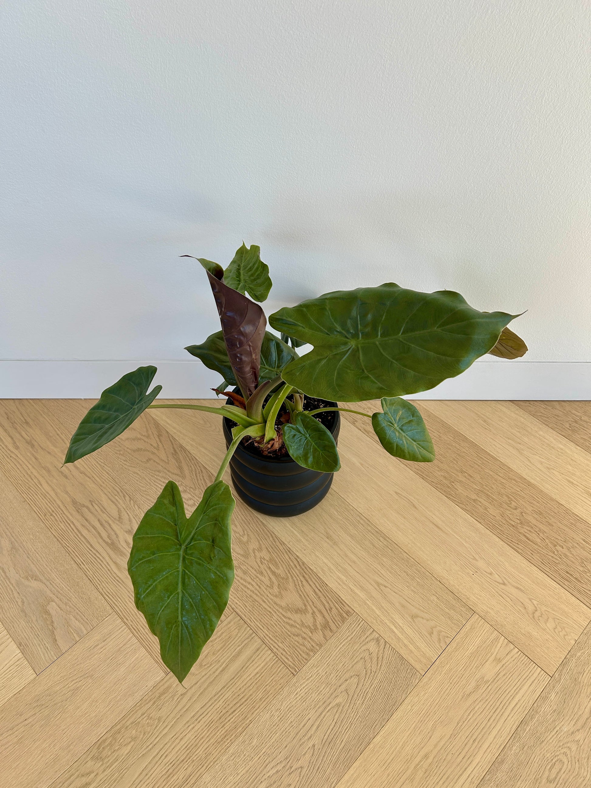 Alocasia Elephant Ear Indoor Plant in 18cm Pot