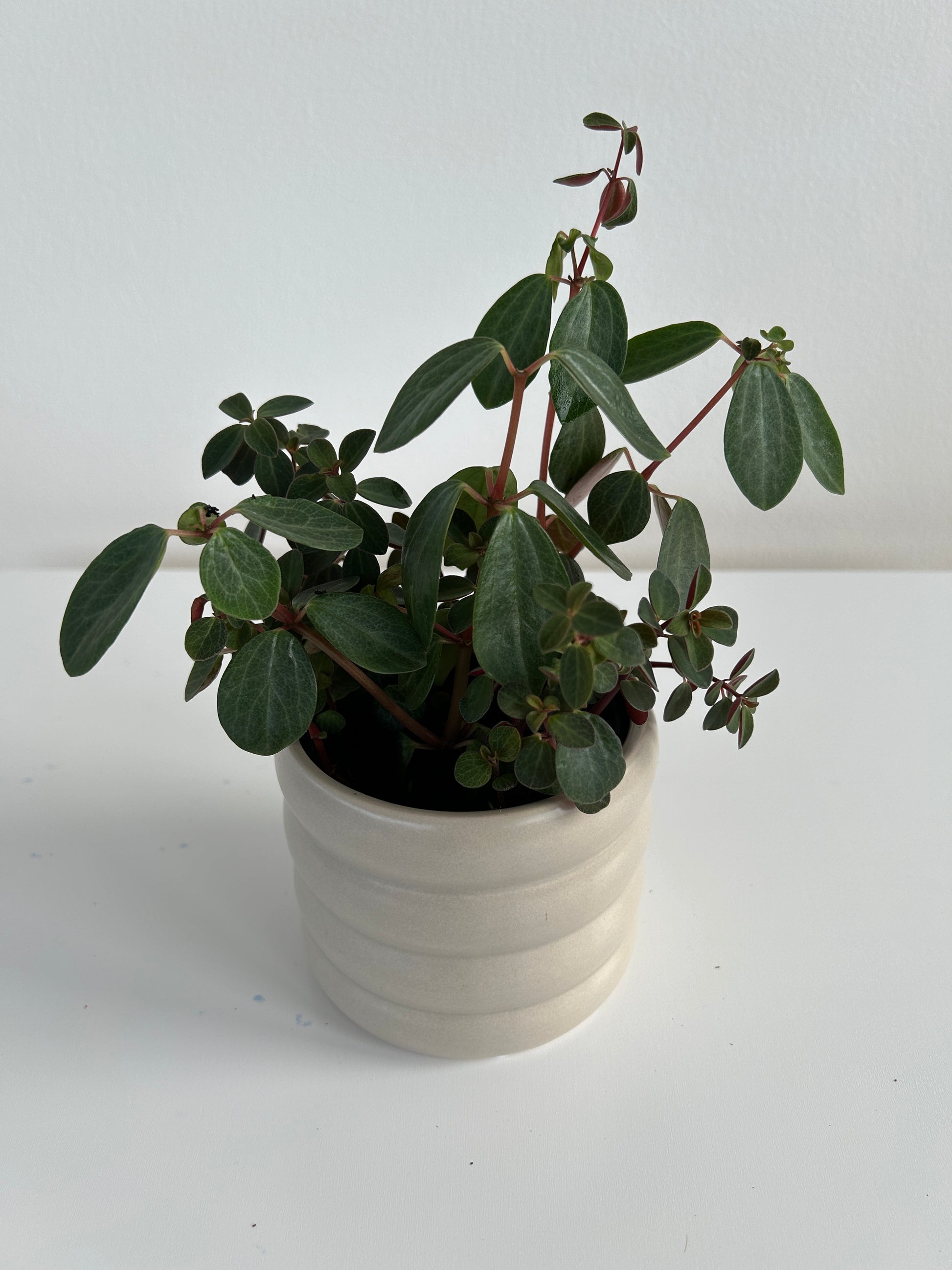Beige coil ceramic pot with peperomia red log indoor plant 10cm