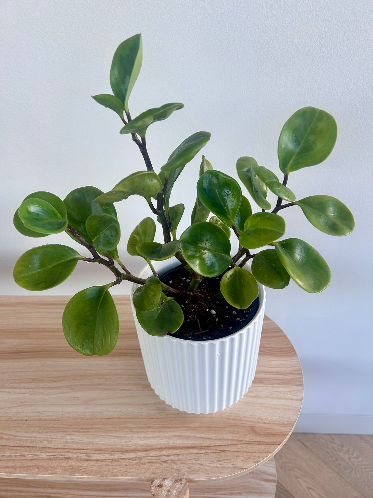 Baby Rubber Plant (Lemon Lime Peperomia Obtusifolia) 14cm