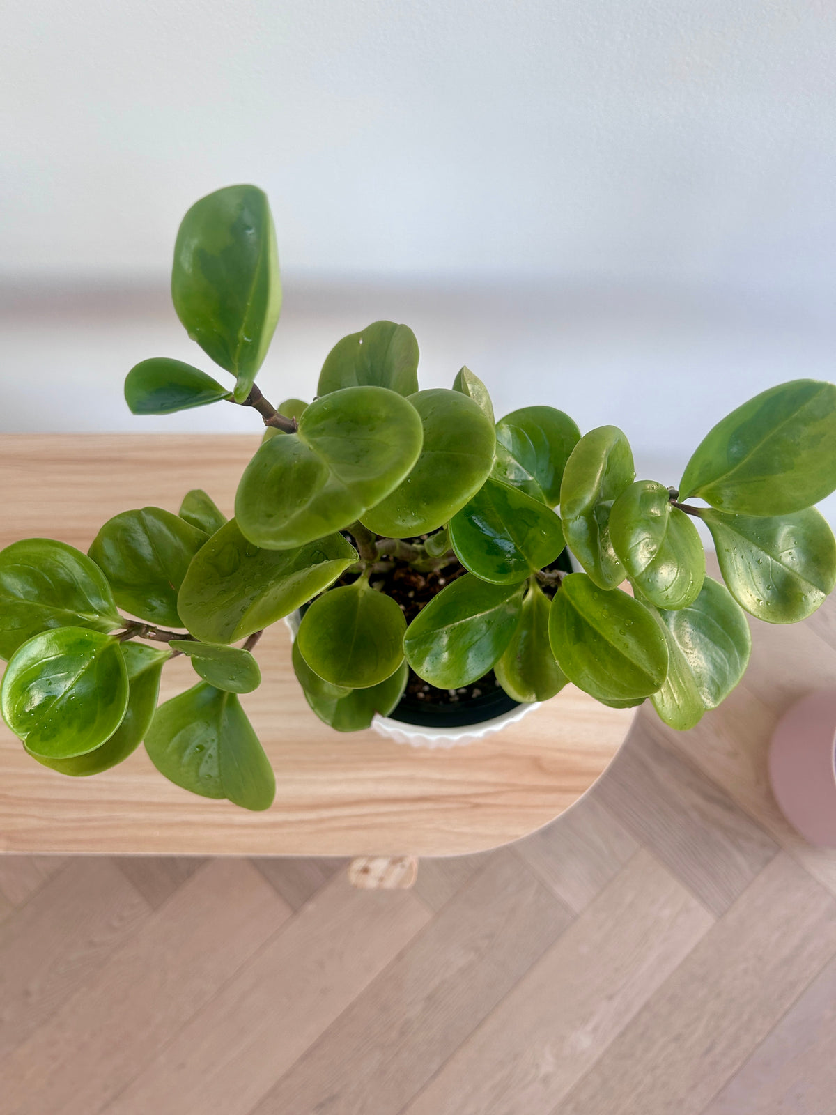Baby Rubber Plant (Lemon Lime Peperomia Obtusifolia) 14cm Round Shaped Leaves