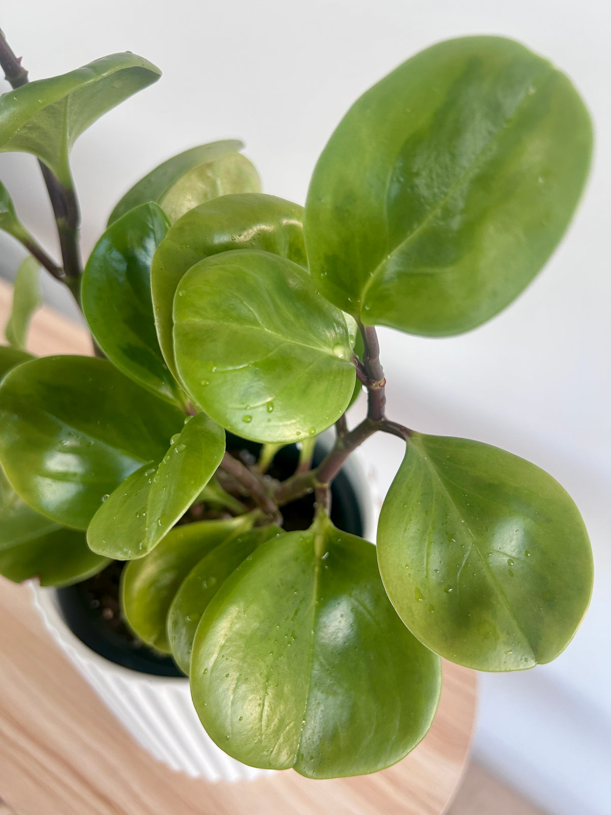 Baby Rubber Plant (Lemon Lime Peperomia Obtusifolia) 14cm Variegated Leaves