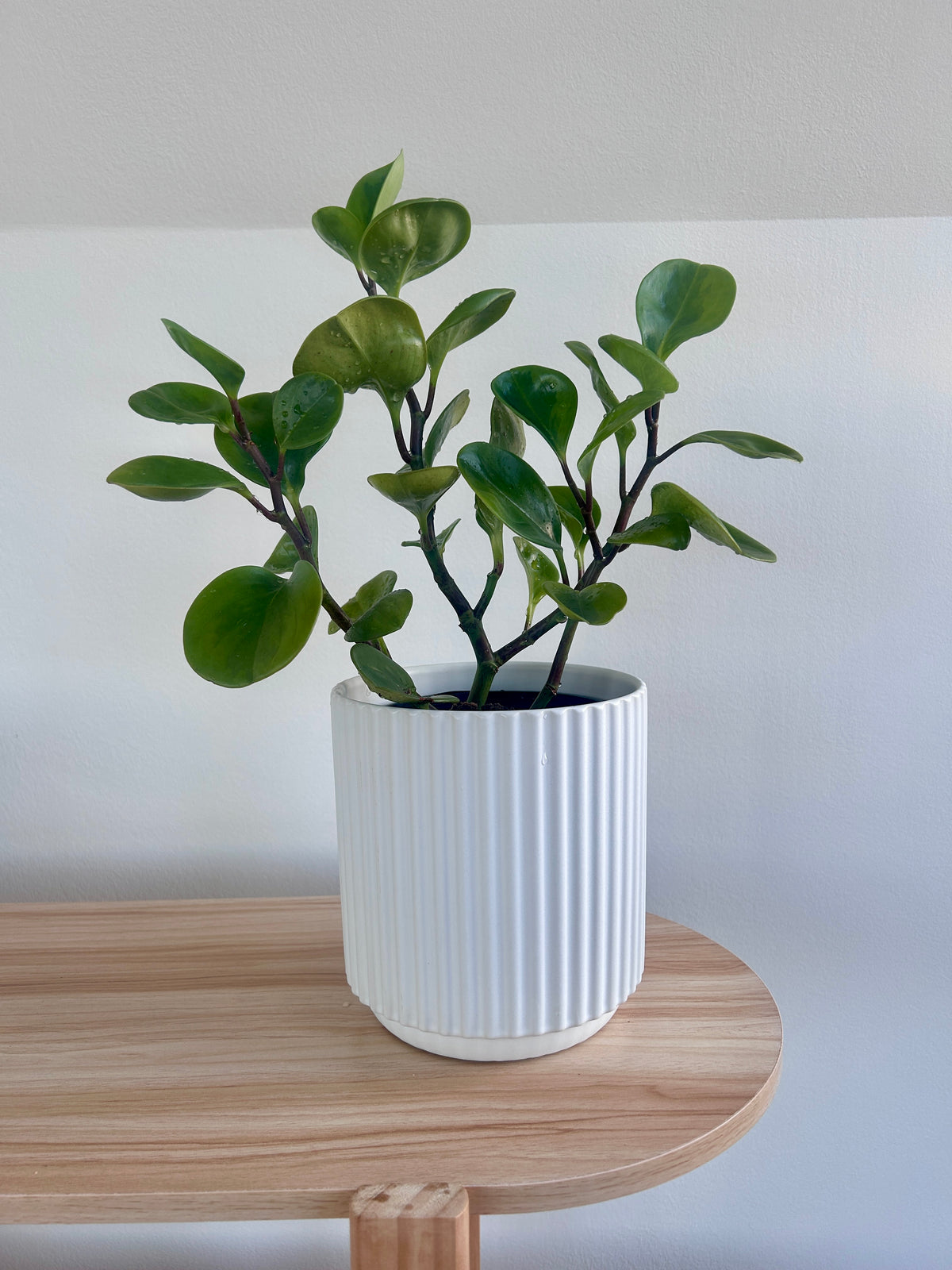 Baby Rubber Plant (Lemon Lime Peperomia Obtusifolia) 14cm with Snow White Ribbed Ceramic Pot