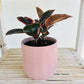 Ficus Elastica Ruby Rubber Indoor Plant 12cm in Pattern Ceramic Pot and Macramé