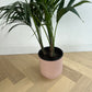 Blush Pink Ceramic Pot 24cm (with saucer) with Kentia Palm 24cm indoor Plant