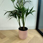 Blush Pink Ceramic Pot 24cm (with saucer) with Kentia Palm 24cm
