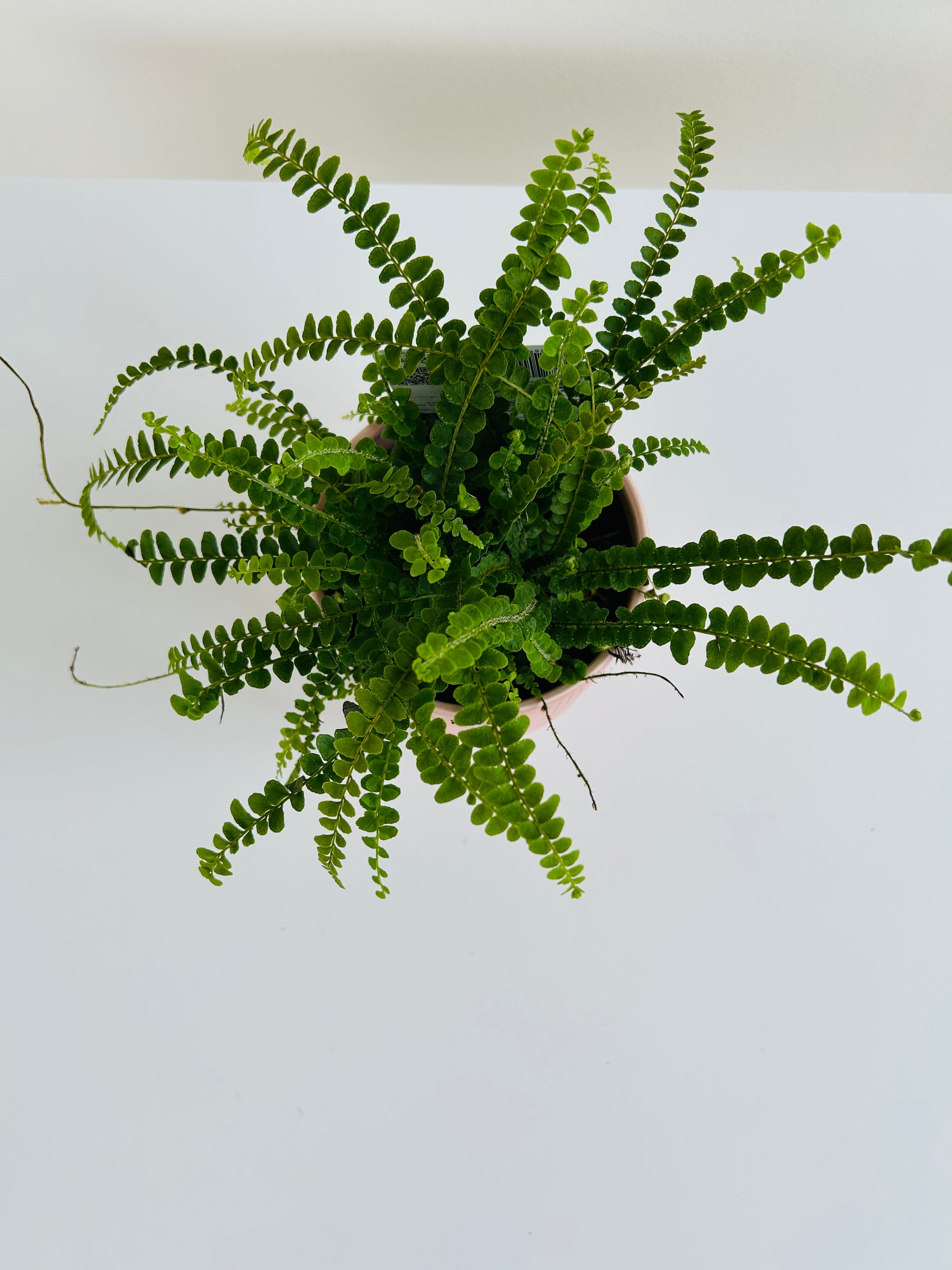 Lemon Button Fern (Nephrolepis Cordifolia) 12cm