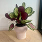 Calathea Medallion Plant (Goeppertia veitchiana) – 17cm