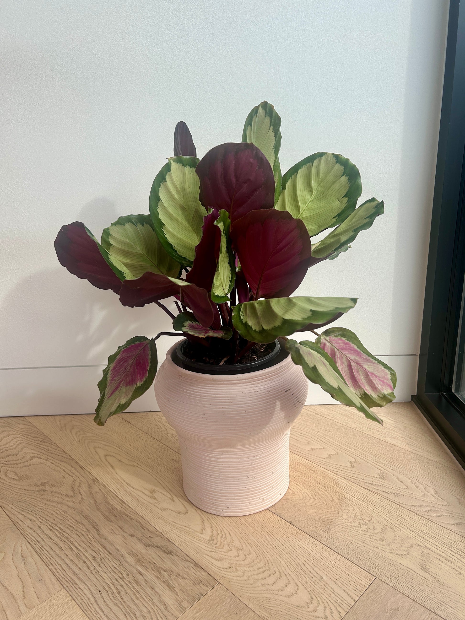 Calathea Medallion Plant (Goeppertia veitchiana) – 17cm