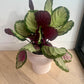 Calathea Medallion Plant (Goeppertia veitchiana) – 17cm in Dusk Pink Ceramic Pot