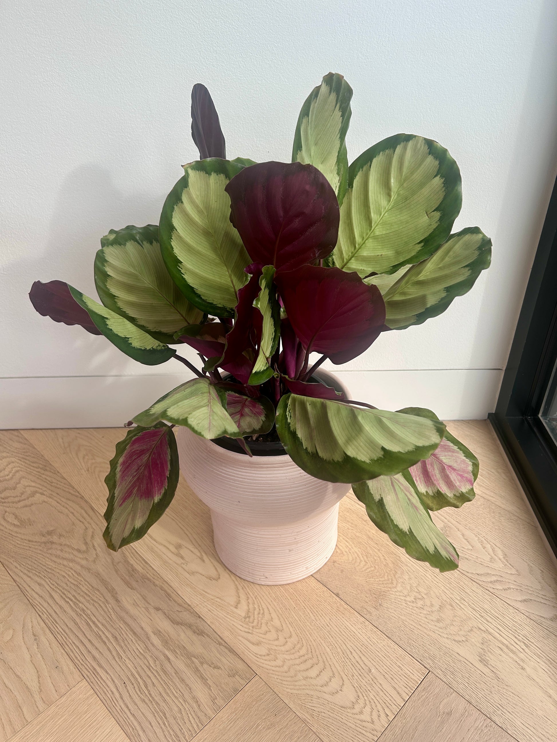 Calathea Medallion Plant (Goeppertia veitchiana) – 17cm in Dusk Pink Ceramic Pot