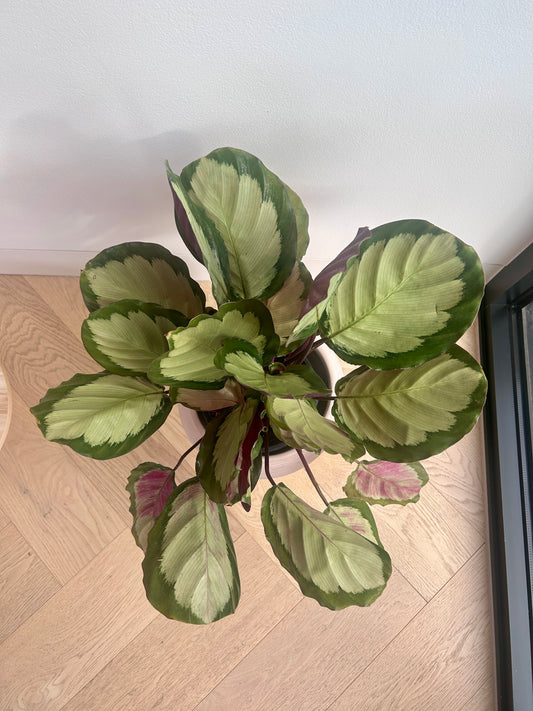 Calathea Medallion Plant (Goeppertia veitchiana) – 17cm in Dusk Pink Ceramic Vase Variegated Foliage