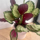 Calathea Medallion Plant (Goeppertia veitchiana) – 17cm in Dusk Pink Ceramic Vase Variegated Foliage Purple Underside