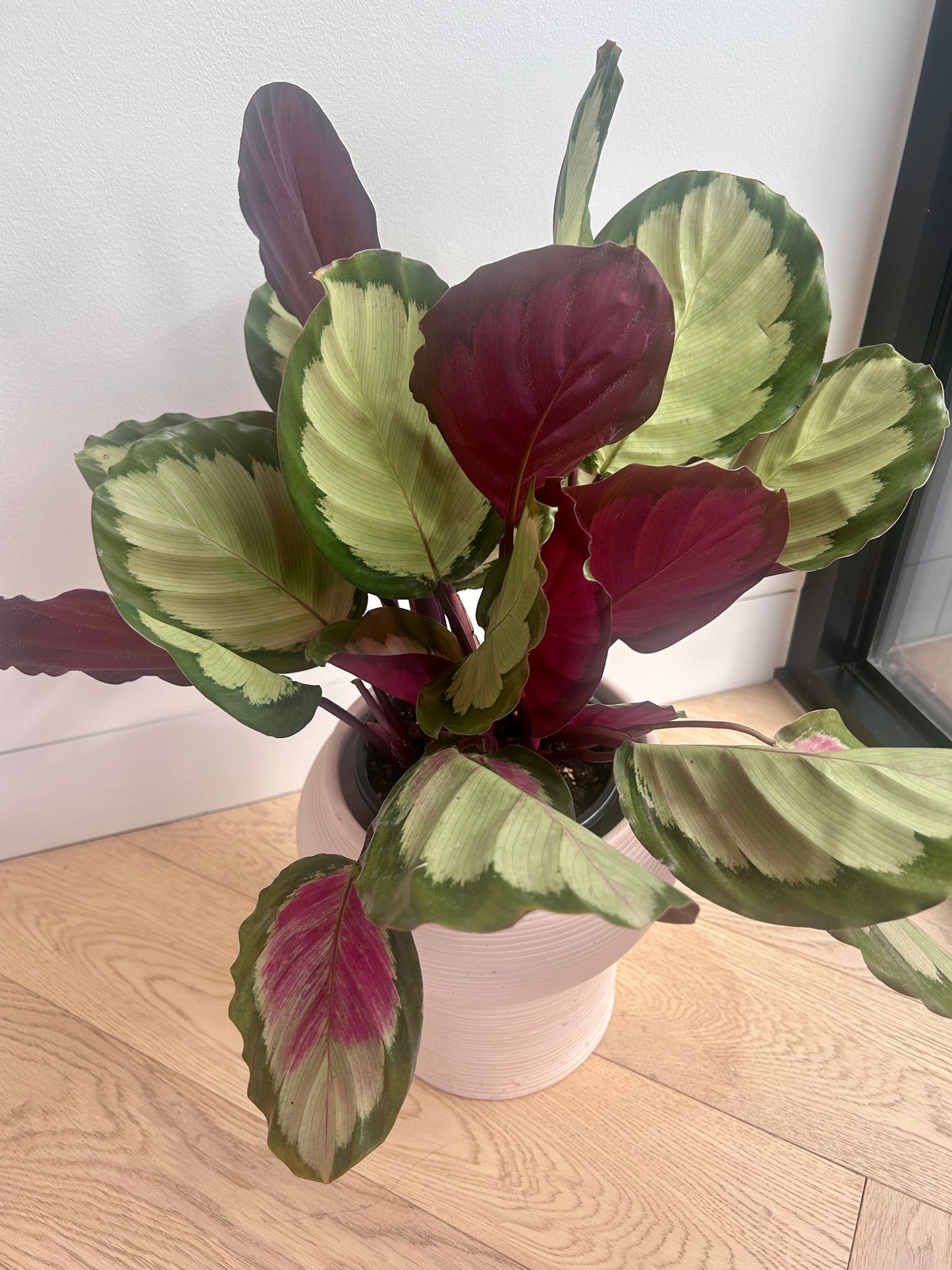 Calathea Medallion Plant (Goeppertia veitchiana) – 17cm in Dusk Pink Ceramic Vase Variegated Foliage Purple Underside