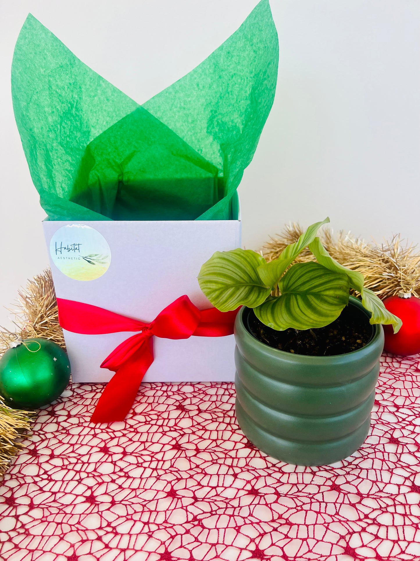 Calathea Orbifolia Indoor Plant in Green Ceramic Pot Christmas Gift 