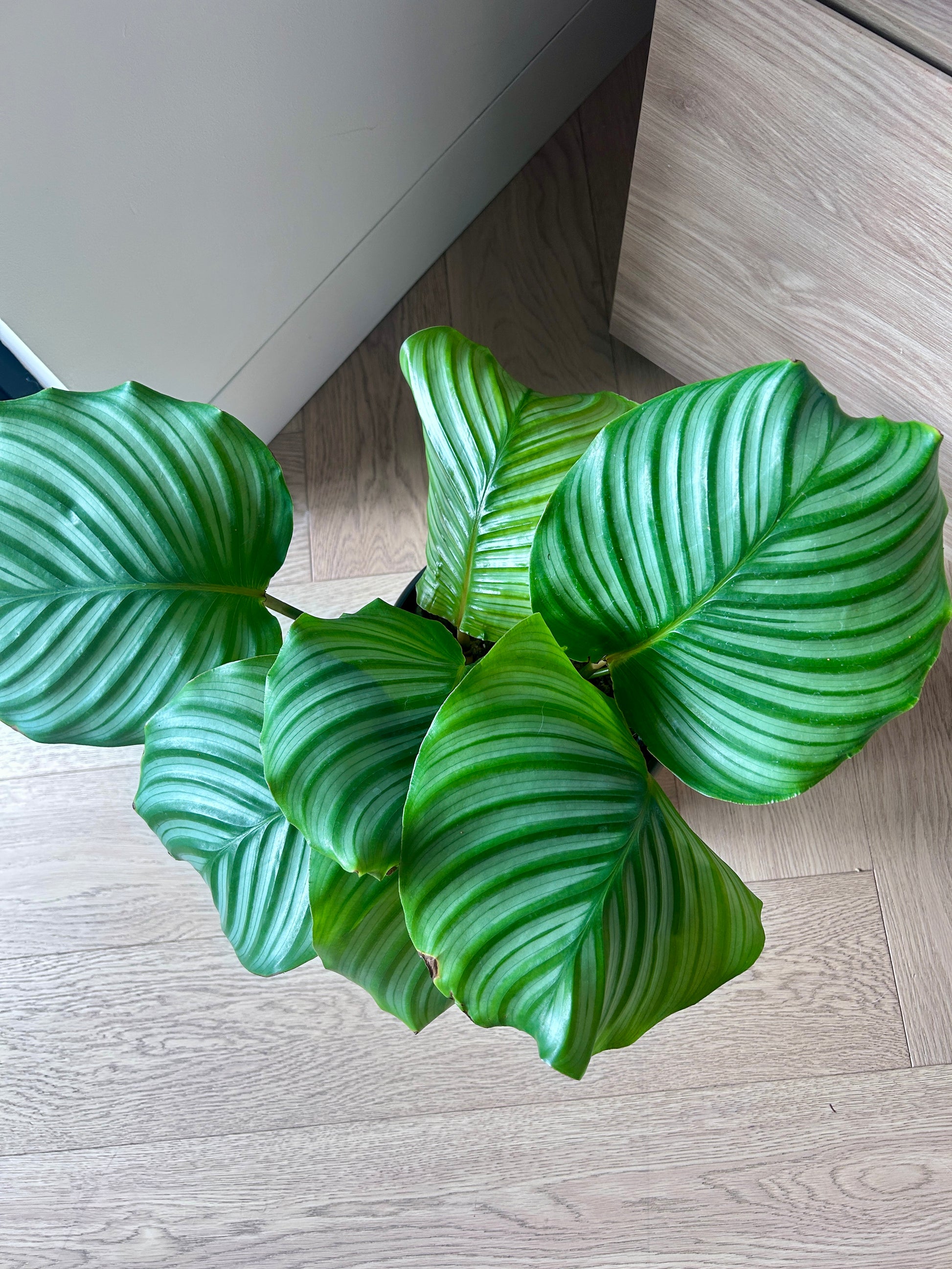 Calathea Orbifolia Round Wave Indoor Plant in 19cm Black Coil Ceramic Pot