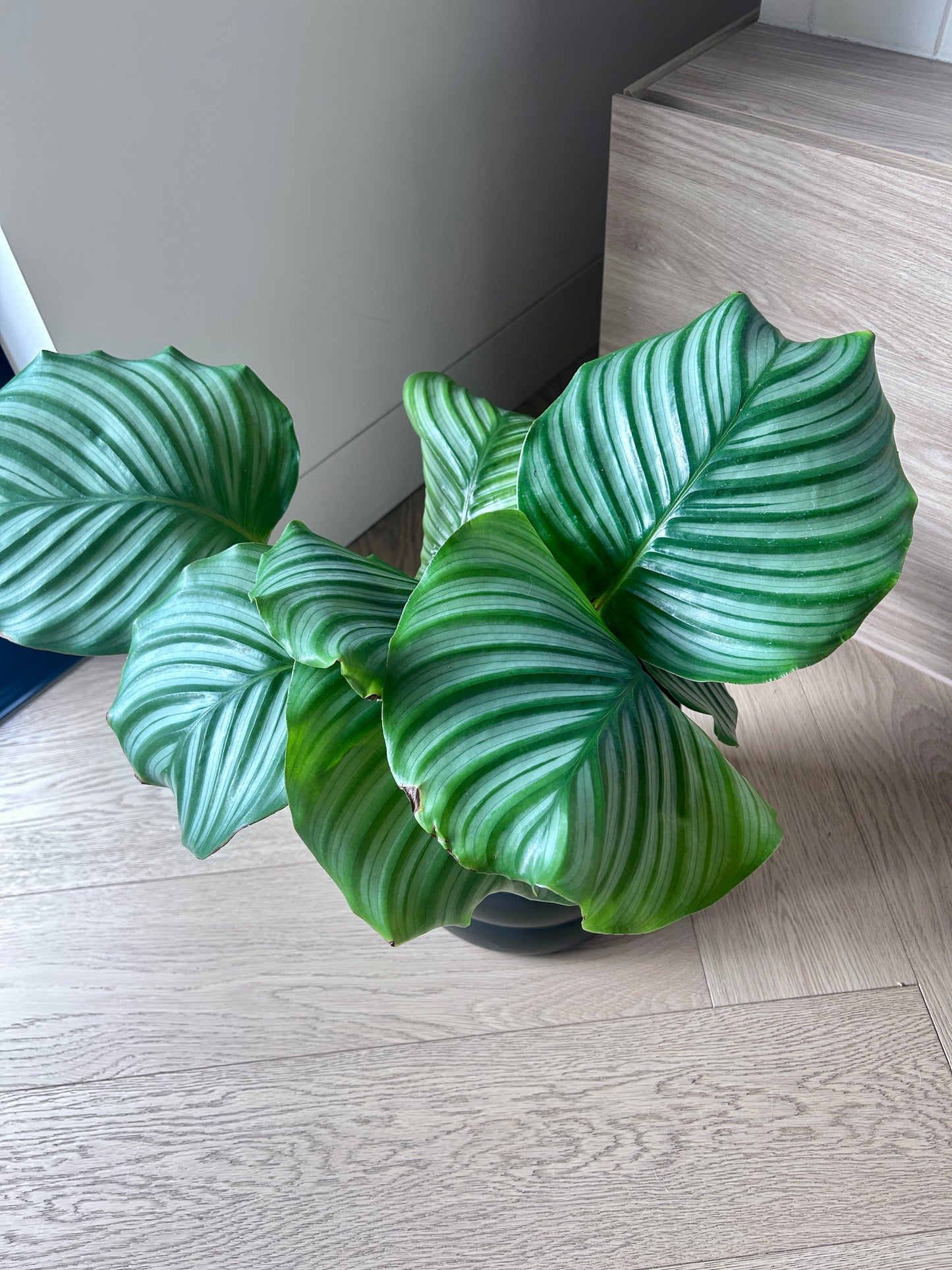 Calathea Orbifolia Round Wave Indoor Plant in 19cm Black Coil Ceramic Pot