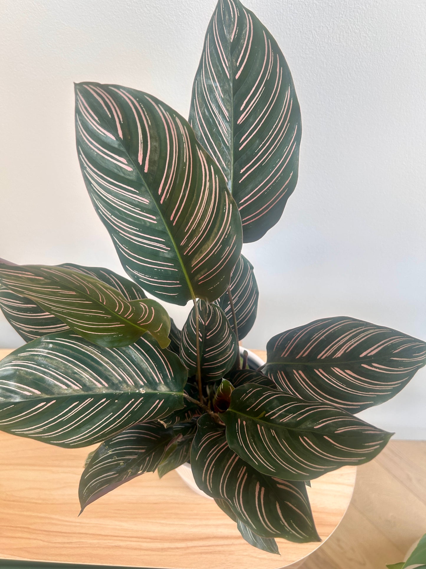 Calathea ornata Sanderiana (Pinstripe Plant) 14cm. Pet friendly indoor plant Boho style