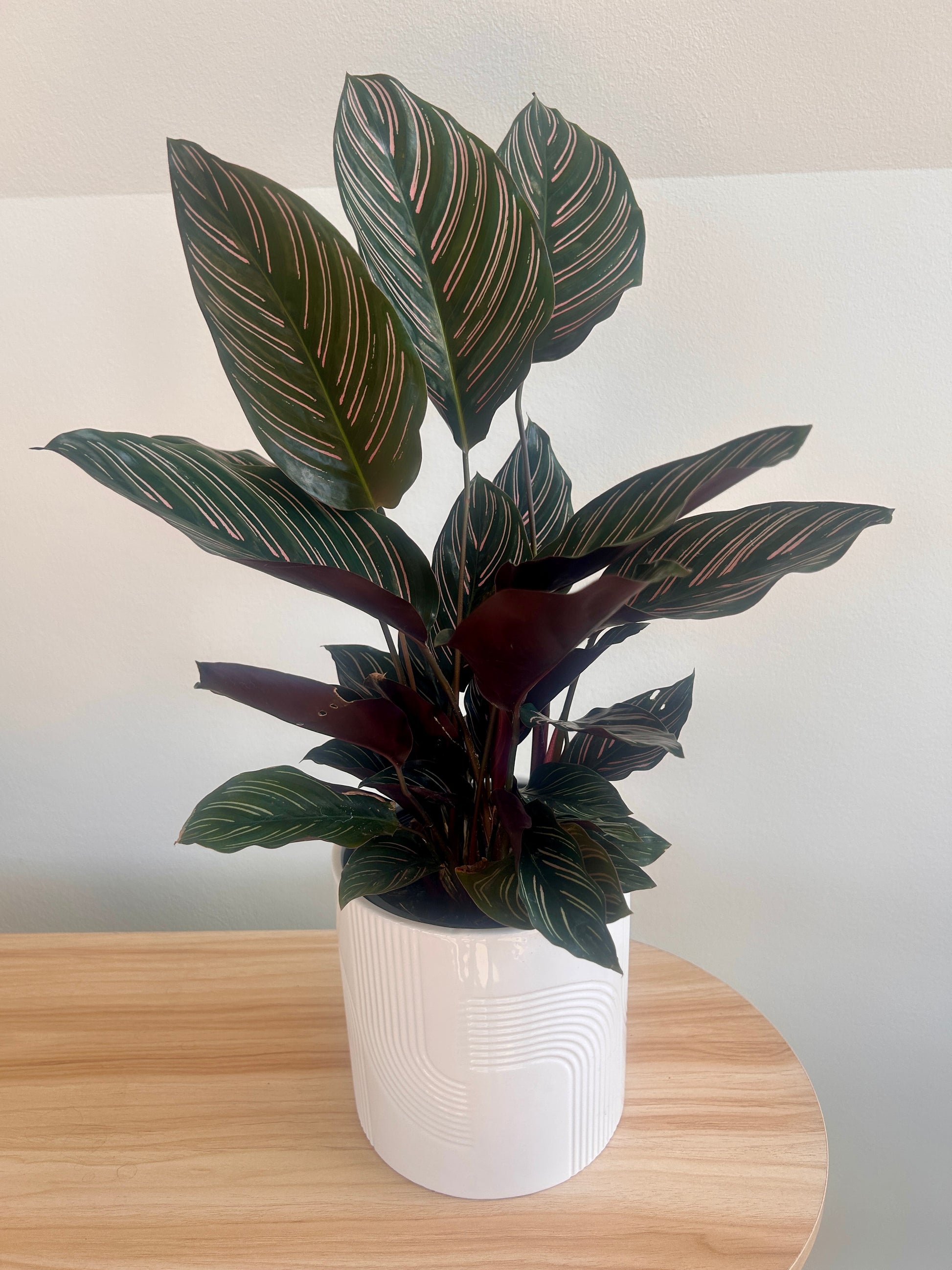 Calathea ornata Sanderiana (Pinstripe Plant) 14cm. Pet friendly indoor plant. Plant and matching decorative white pot