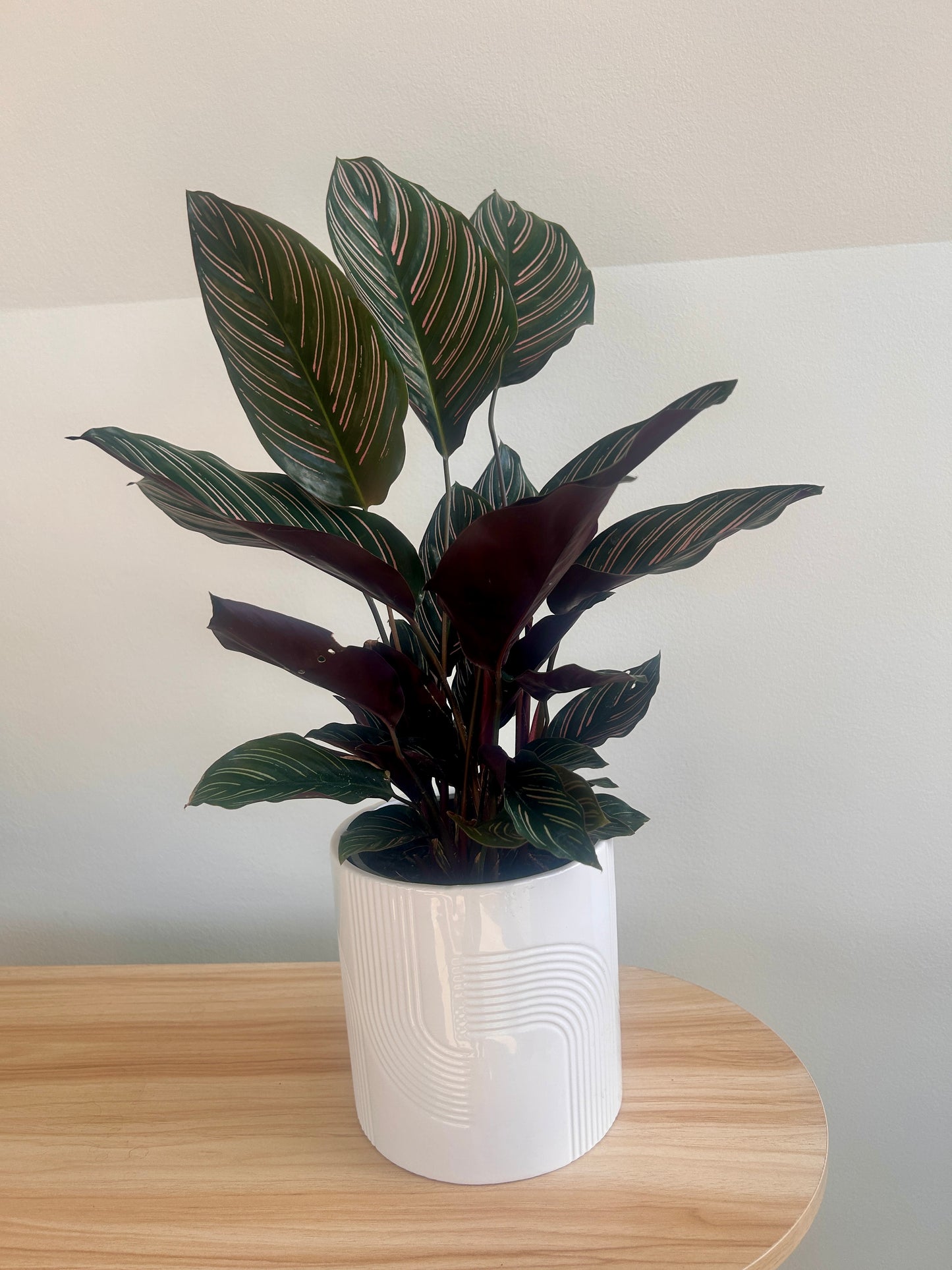 Calathea ornata Sanderiana (Pinstripe Plant) 14cm. Pet friendly indoor plant