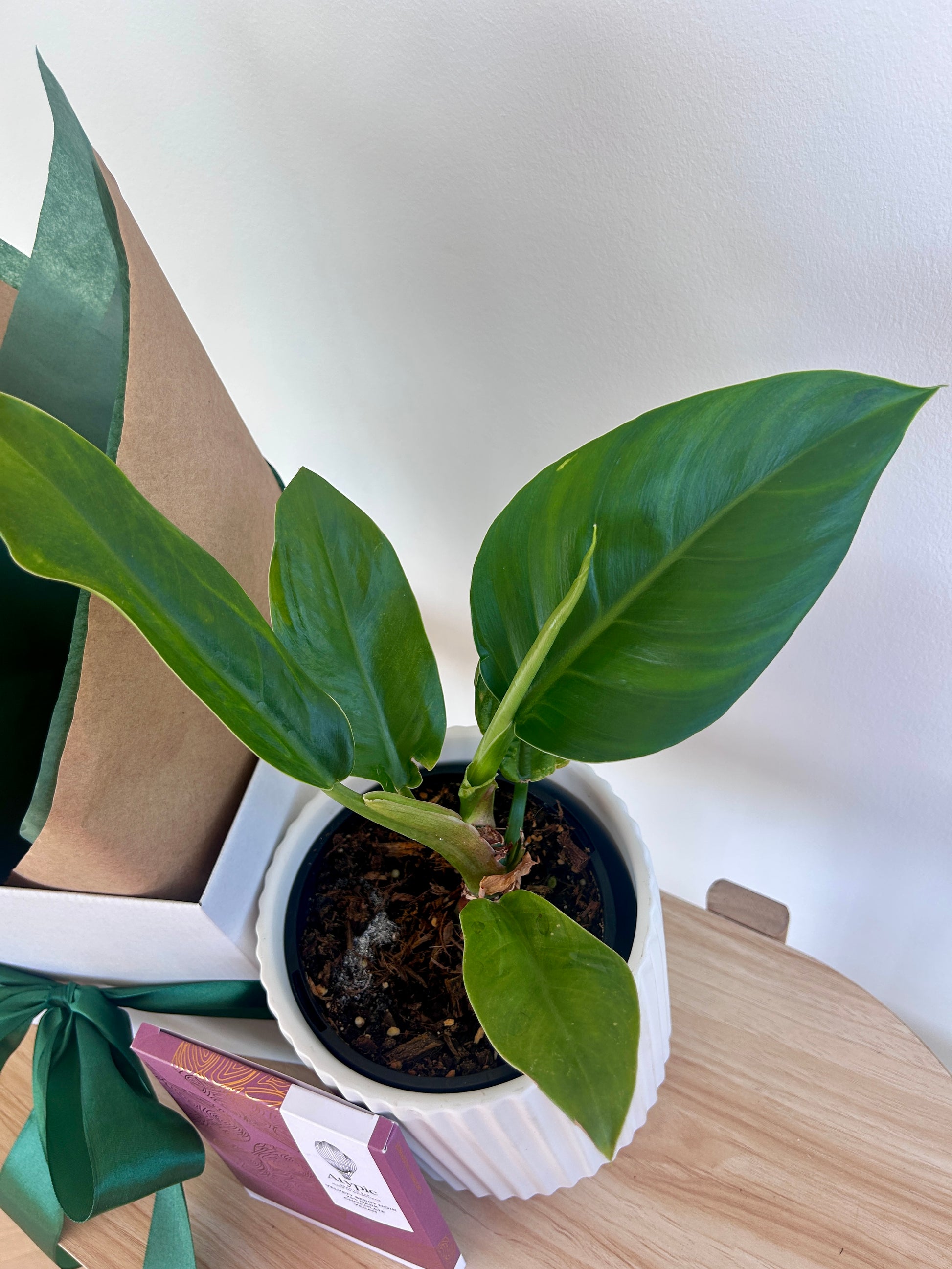 Career Celebration Gift Box Philodendron Rojo Congo