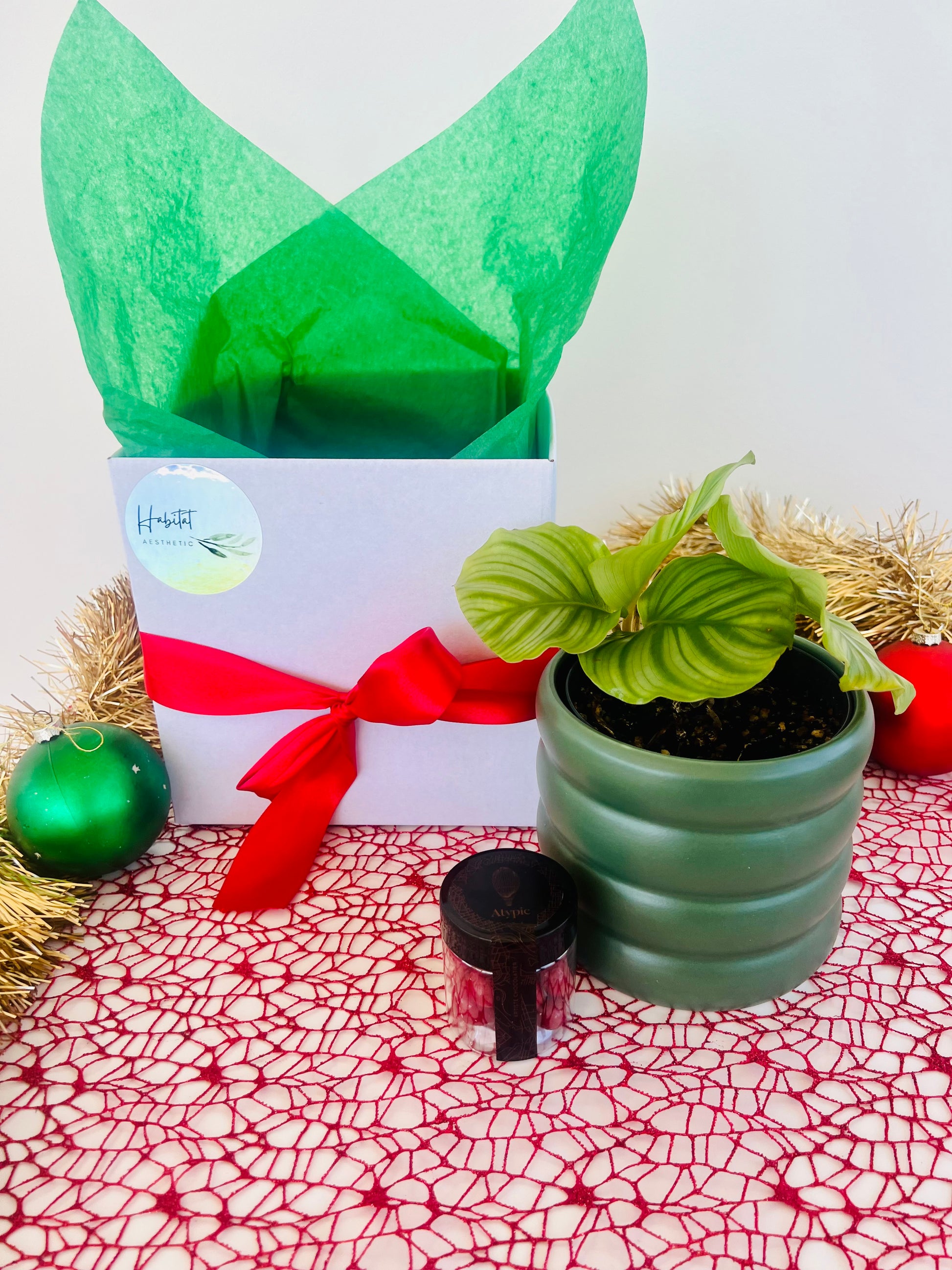 Christmas Plant Gift Box with Chocolates Calathea Orbifolia Plant