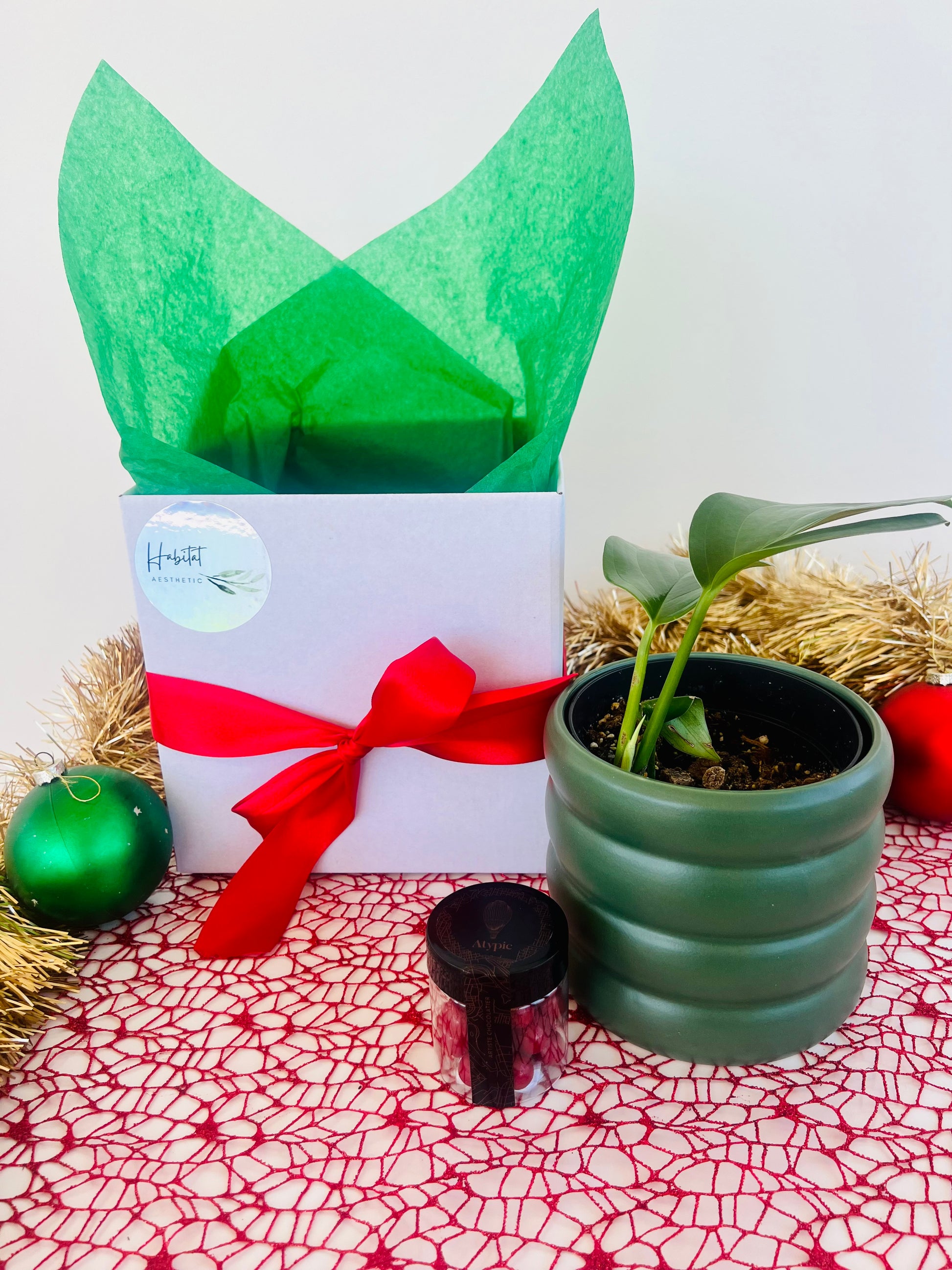 Christmas Plant Gift Box with Chocolates Epipremnum Pinnatum Dragon Tail Plant