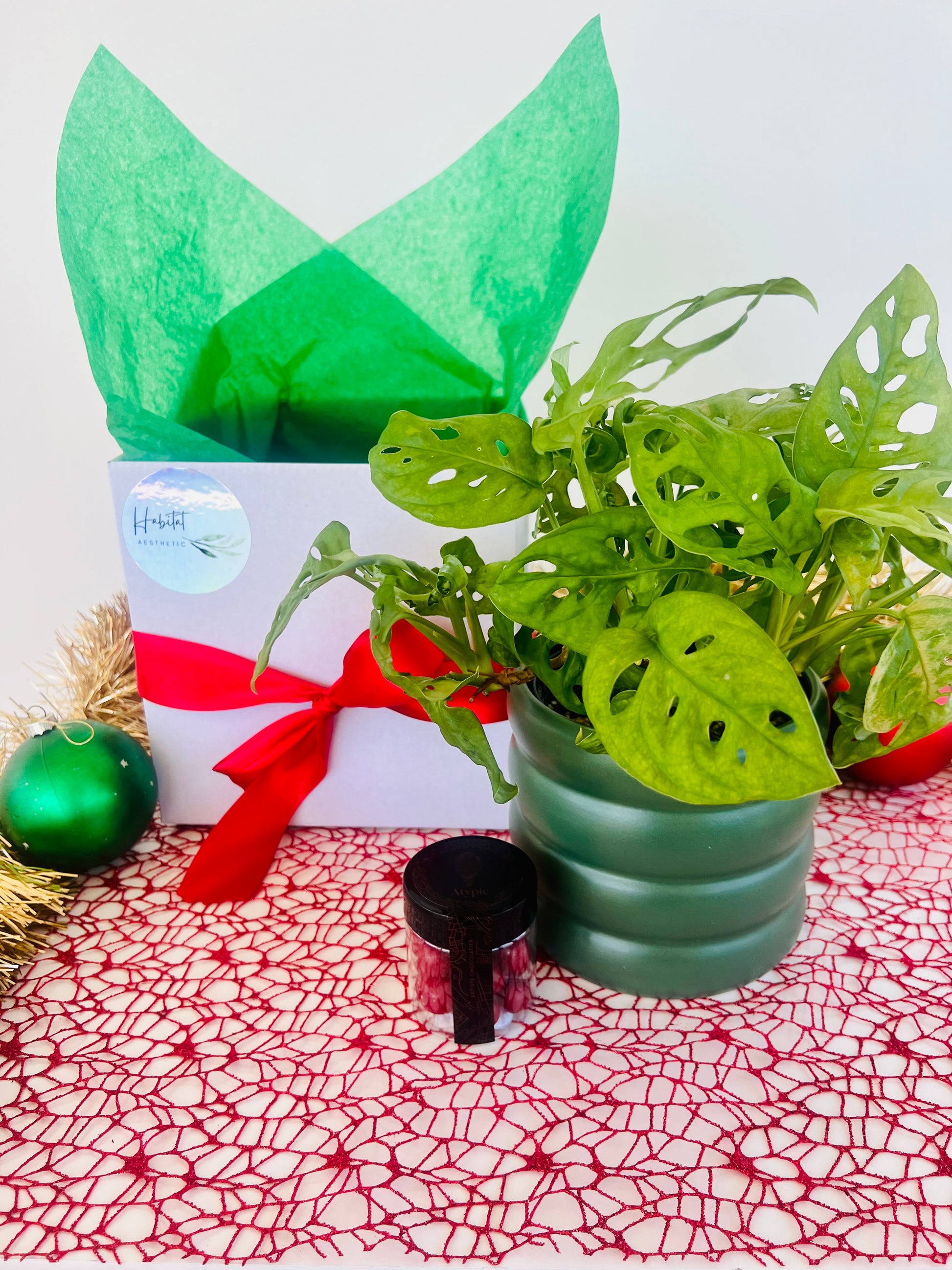 Christmas Plant Gift Box with Chocolates Monstera Monkey Mask Adansonii Plant