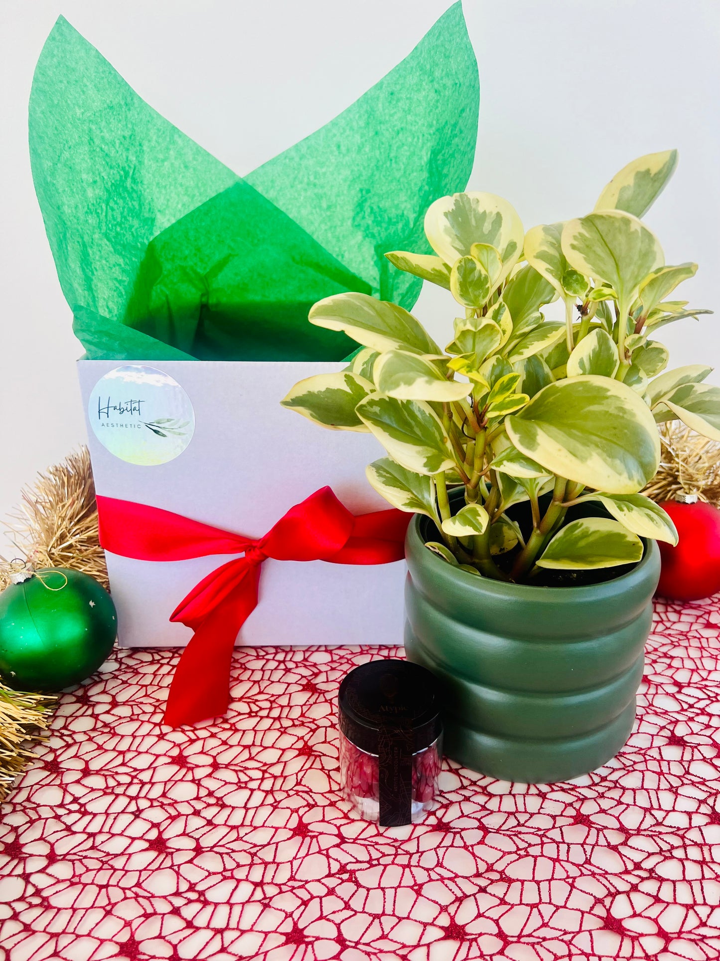 Christmas Plant Gift Box with Chocolates Peperomia Obitpan Bicolour Rubber Plant