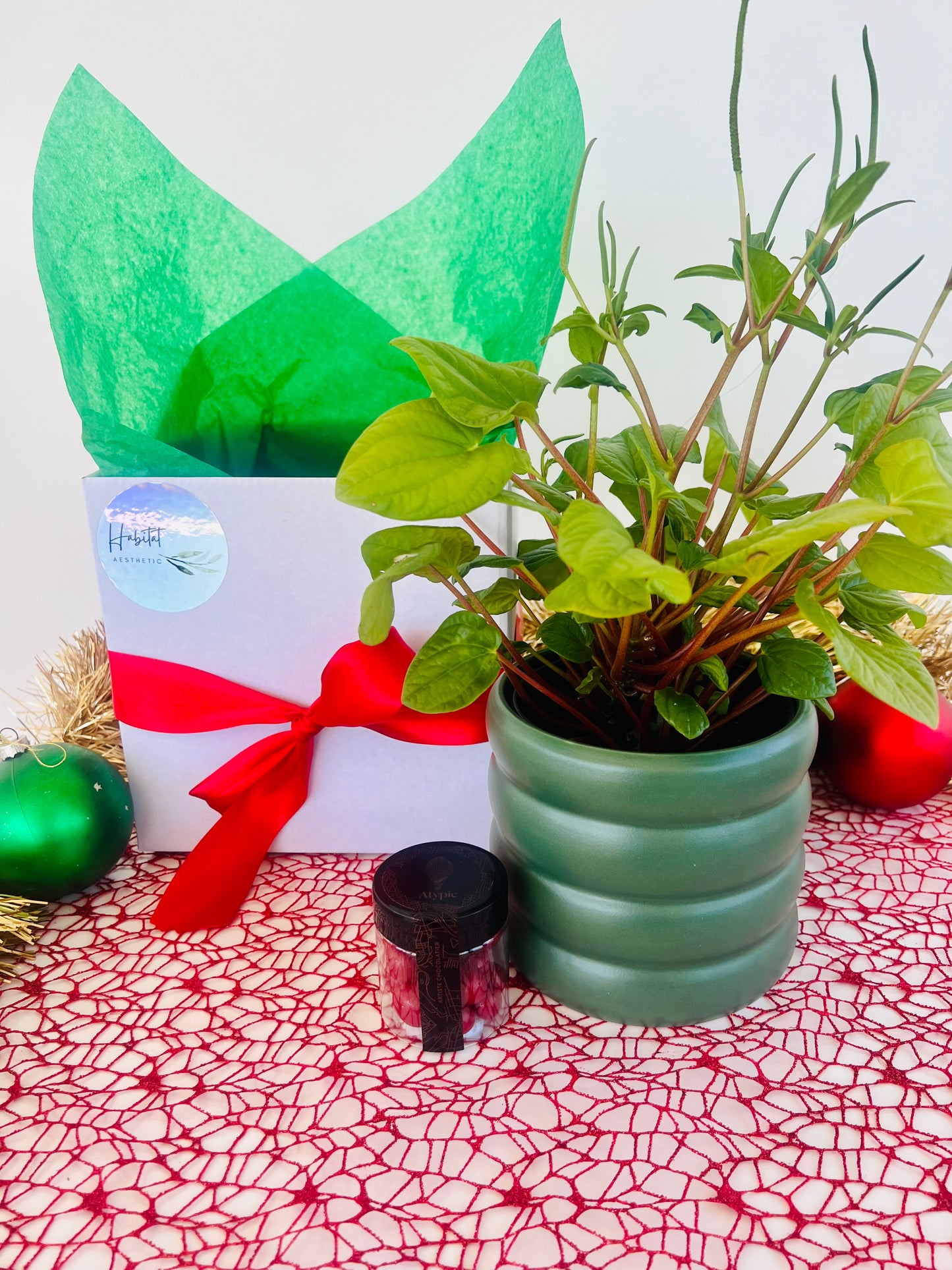 Christmas Plant Gift Box with Chocolates Peperomia Rana Verde Plant