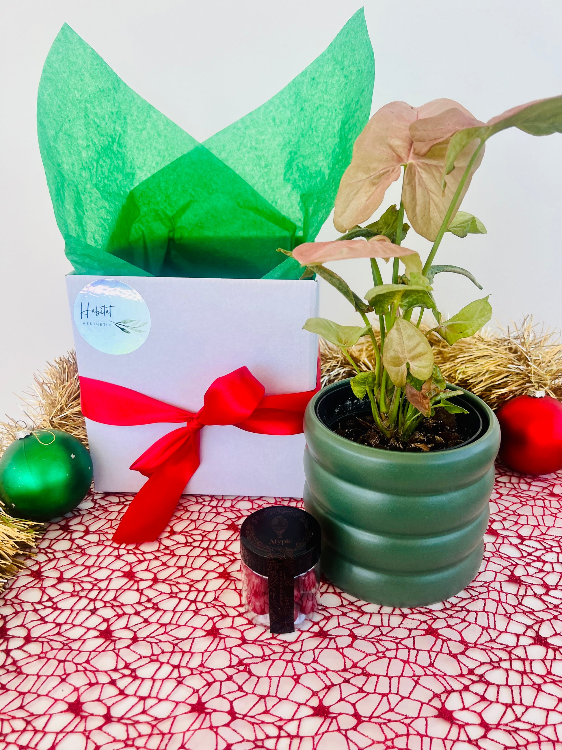 Christmas Plant Gift Box with Chocolates Pink Syngonium Neon Robusta Plant