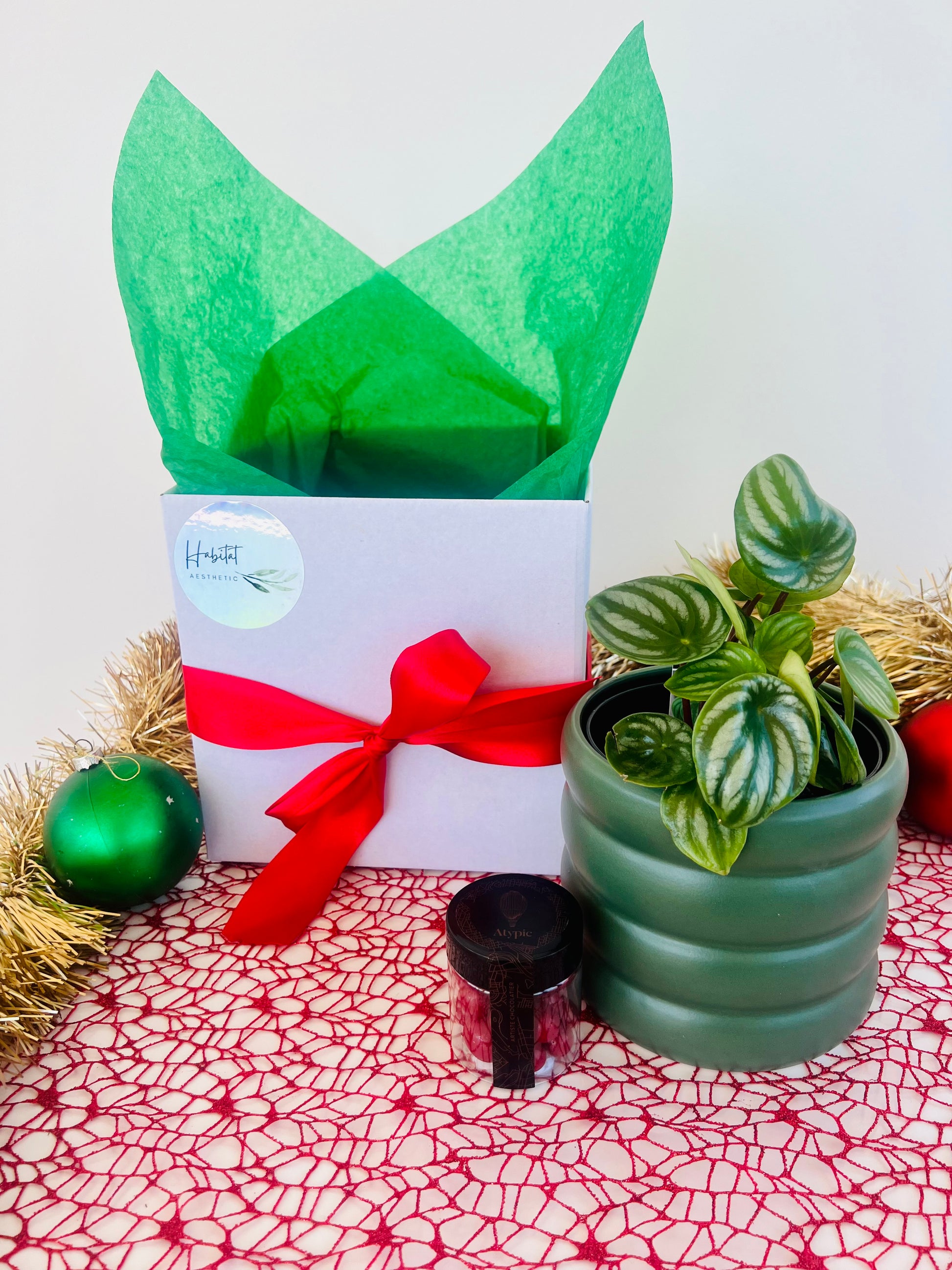 Christmas Plant Gift Box with Chocolates Watermelon Peperomia Melon Peru Plant