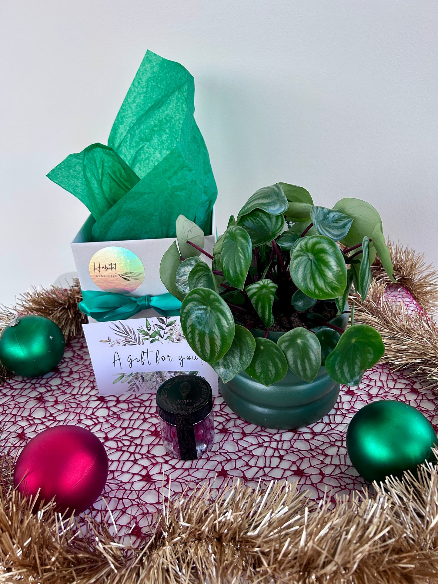 Christmas Plant Gift Box with Chocolates Watermelon Peperomia Plant