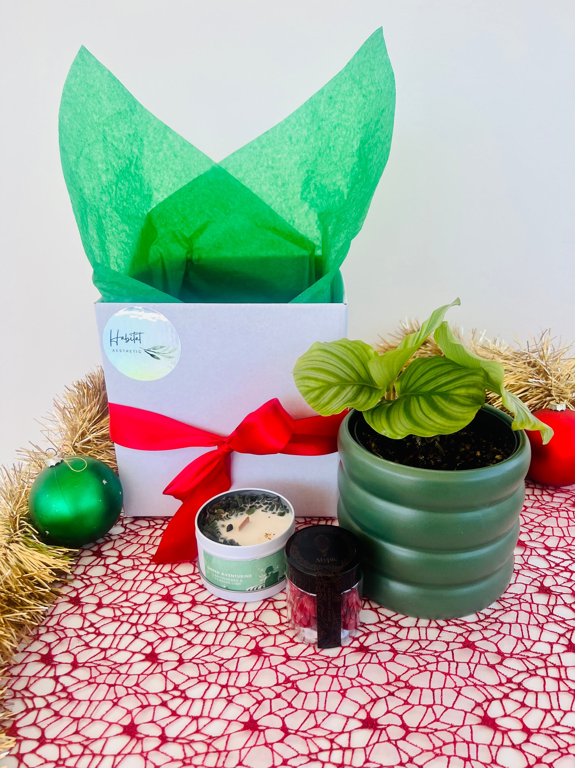 Christmas Plant Gift Calathea Orbifolia Gem Soy Candle Chocolates Gift Box