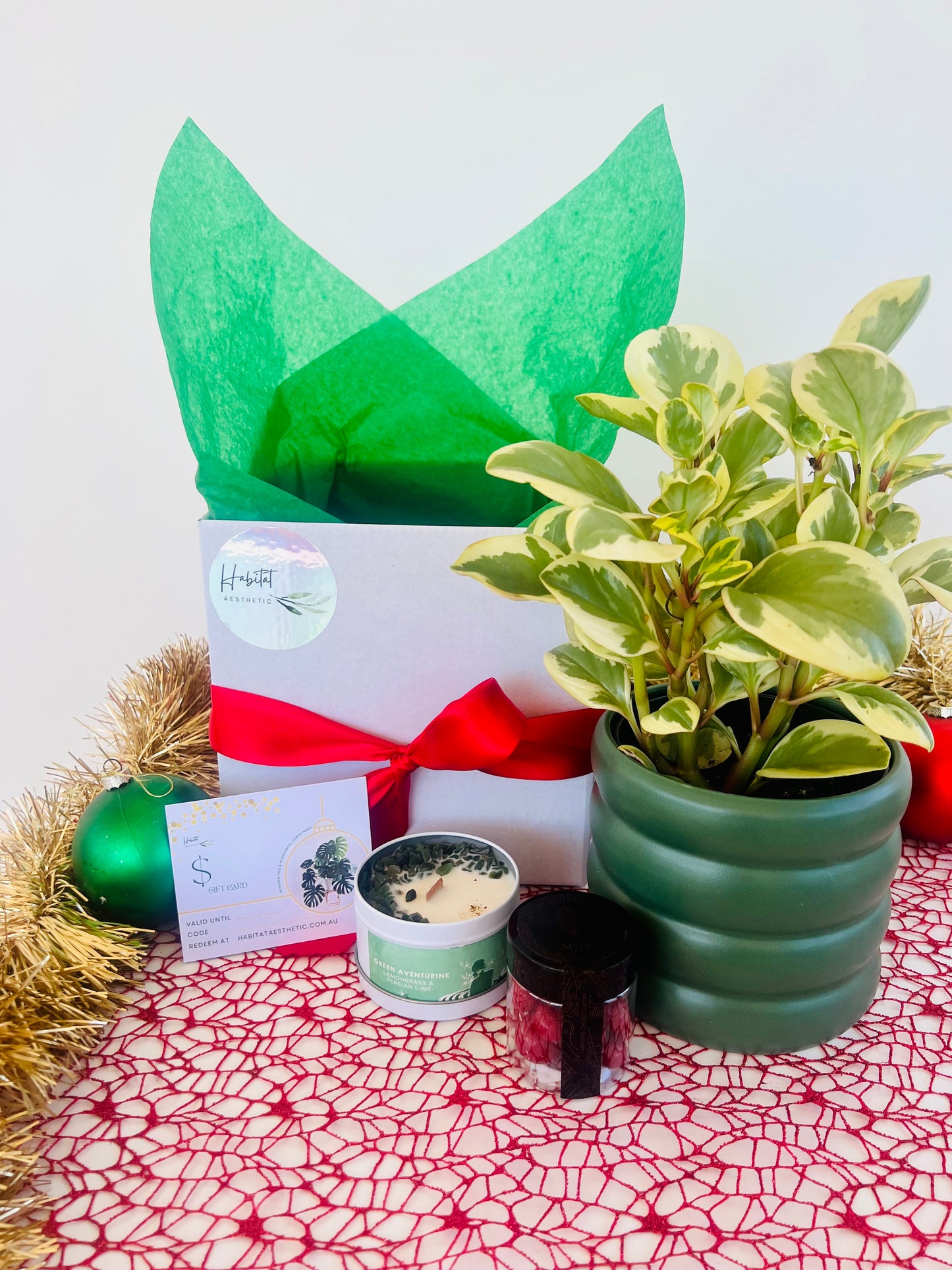 Christmas Plant Gift Peperomia Obitpan Bicolour Gem Soy Candle Chocolates Gift Box