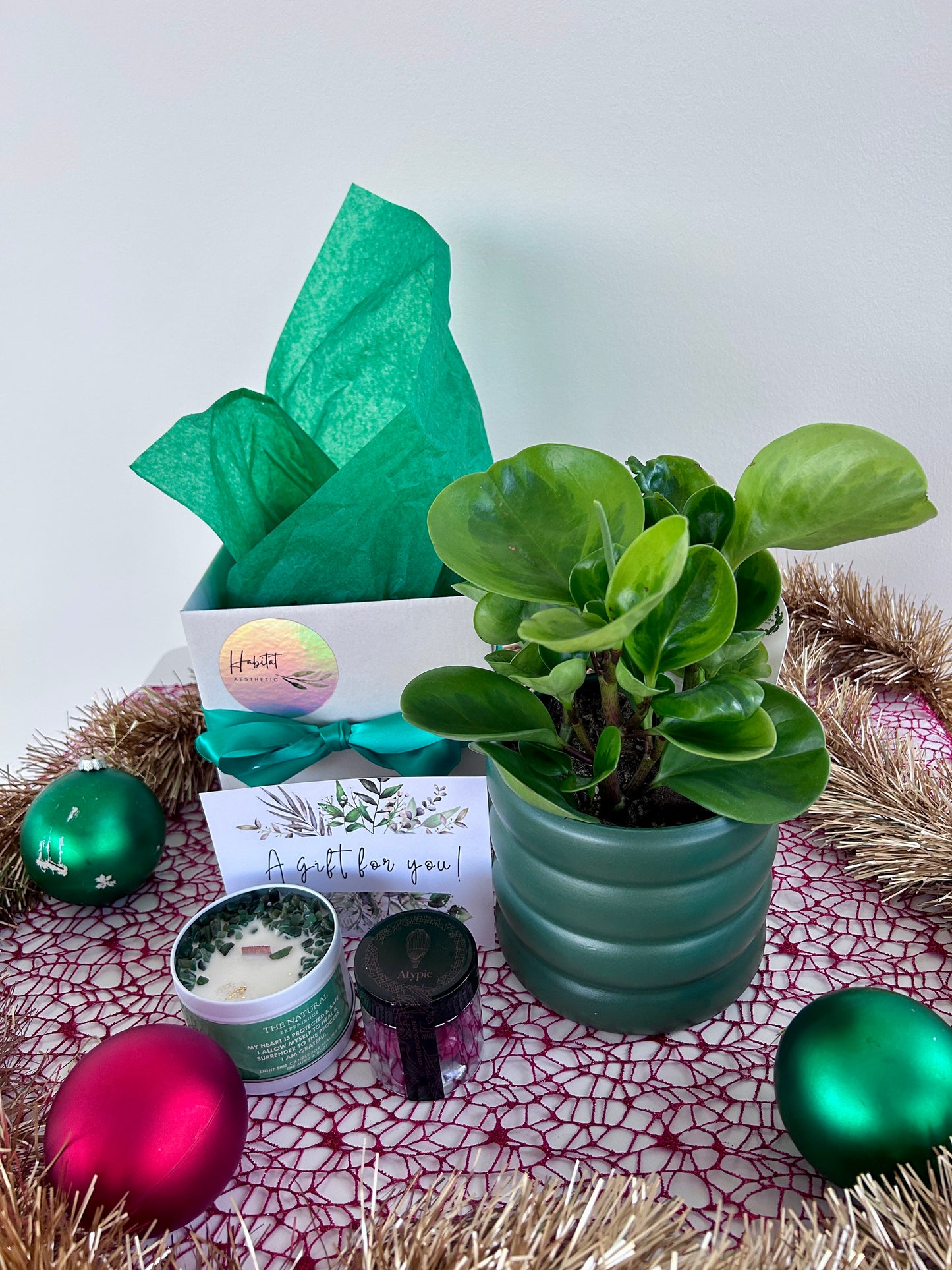 Christmas Plant Gift Peperomia Obtusifolia Lemon Lime Plant Gem Soy Candle Chocolates Gift Box
