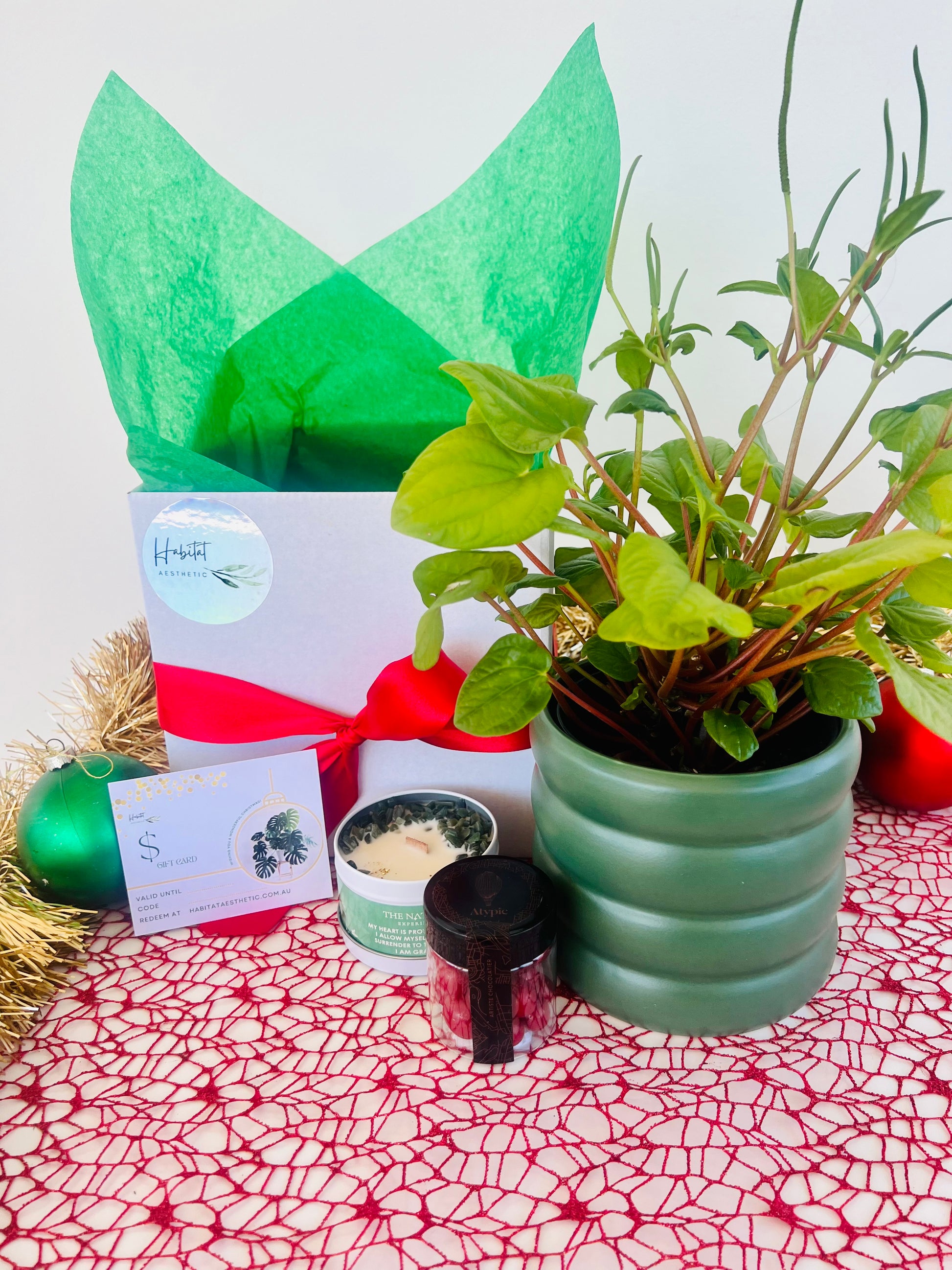 Christmas Plant Gift Peperomia Rana Verde Gem Soy Candle Chocolates Gift Box