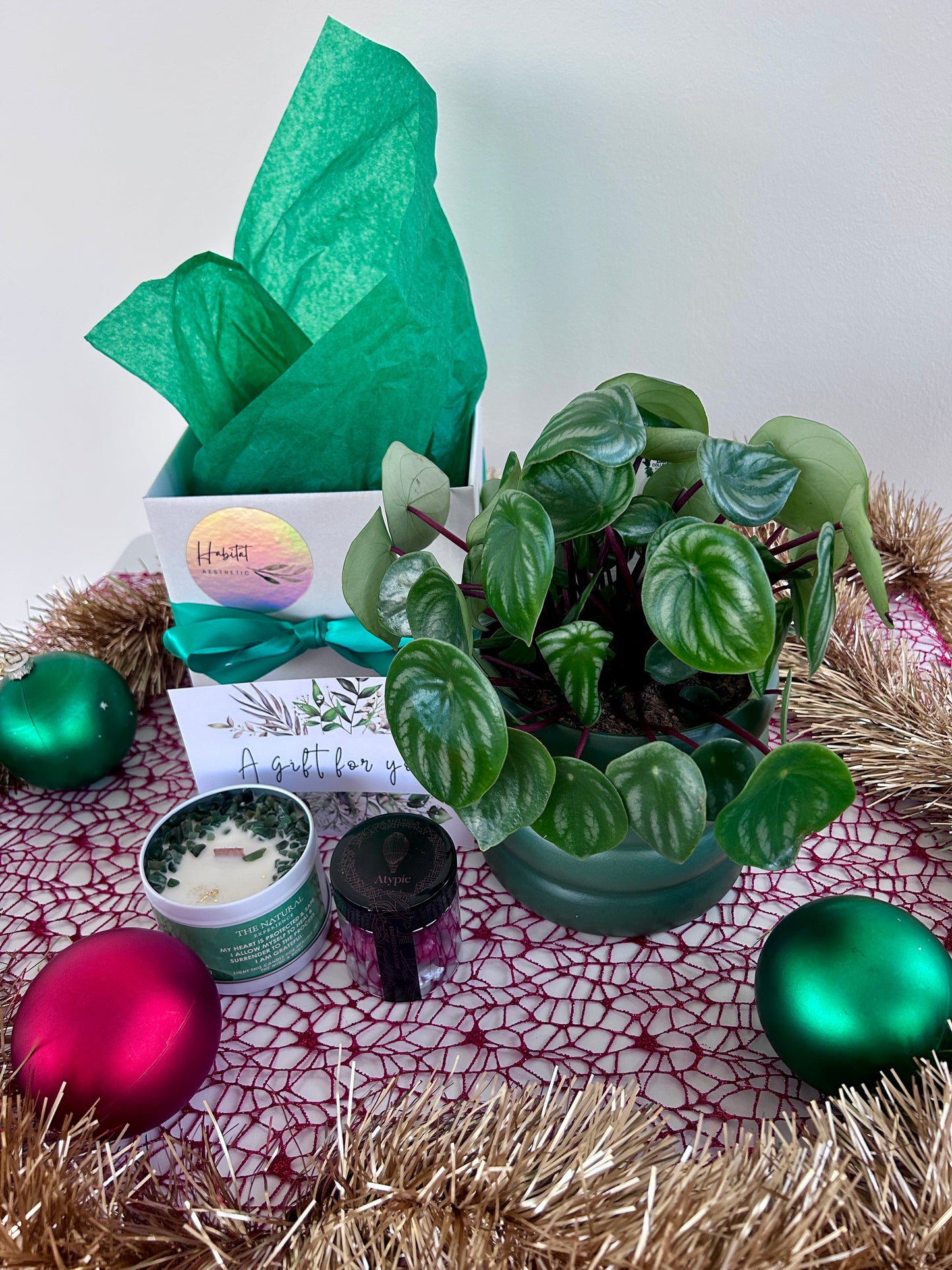 Christmas Plant Gift Watermelon Peperomia Plant Gem Soy Candle Chocolates Gift Box
